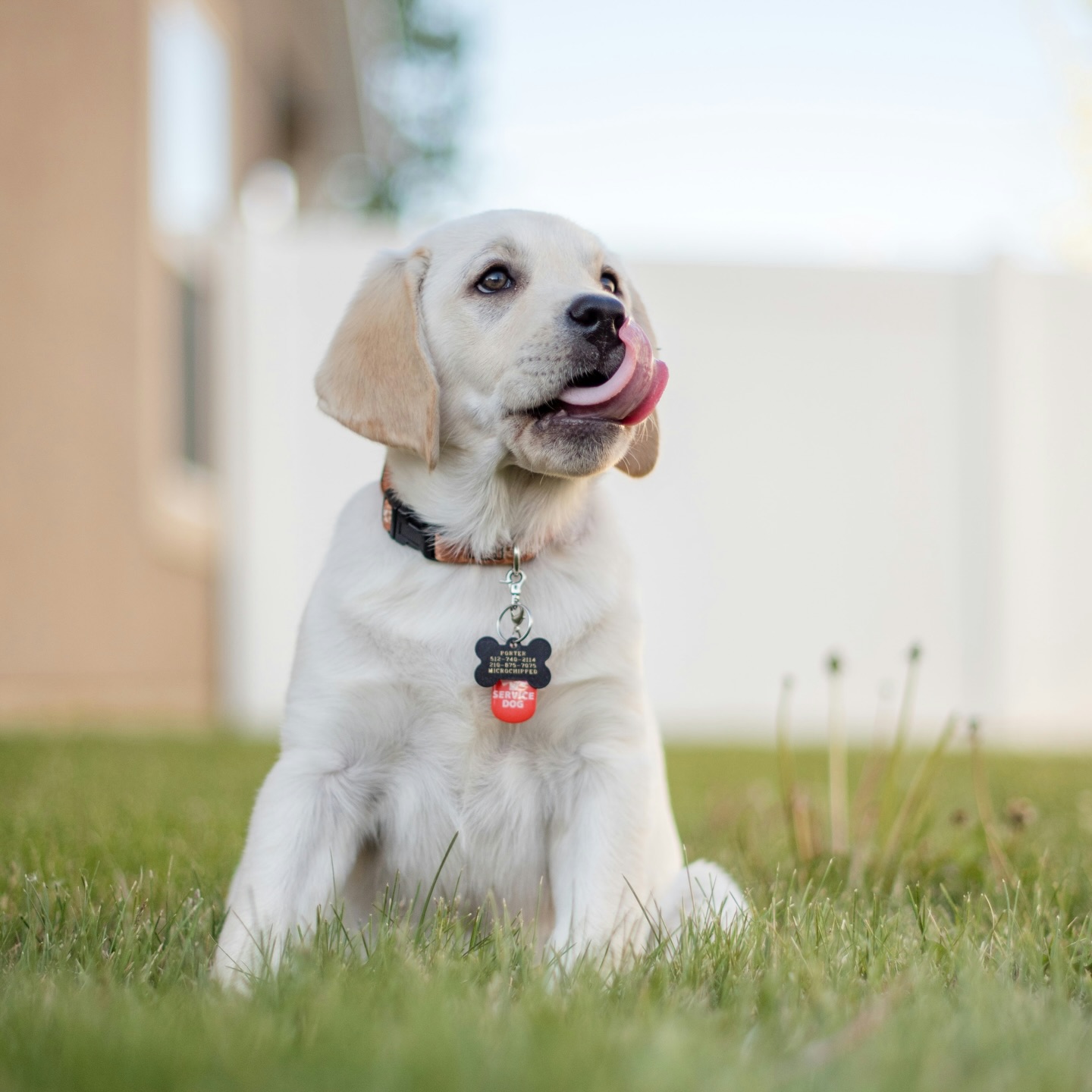 Wusstest du, dass unser Welpentraining an jedem Wochenende in Köpenick und in Großbeeren stattfindet? 😍
Danke an unseren neuen Trainerkollegen Kevin, der auch der Inhaber unserer neuen Partnerhundeschule @closetodogs ist.
Ohne dich wäre unser Welpenkurs nur halb so cool! 😎
Lasst Liebe da und heißt Kevin in unserer Community herzlich willkommen! 😊🫶🏻
#puppytraining #hundeschule #dogtraining #berlin #puppylove
