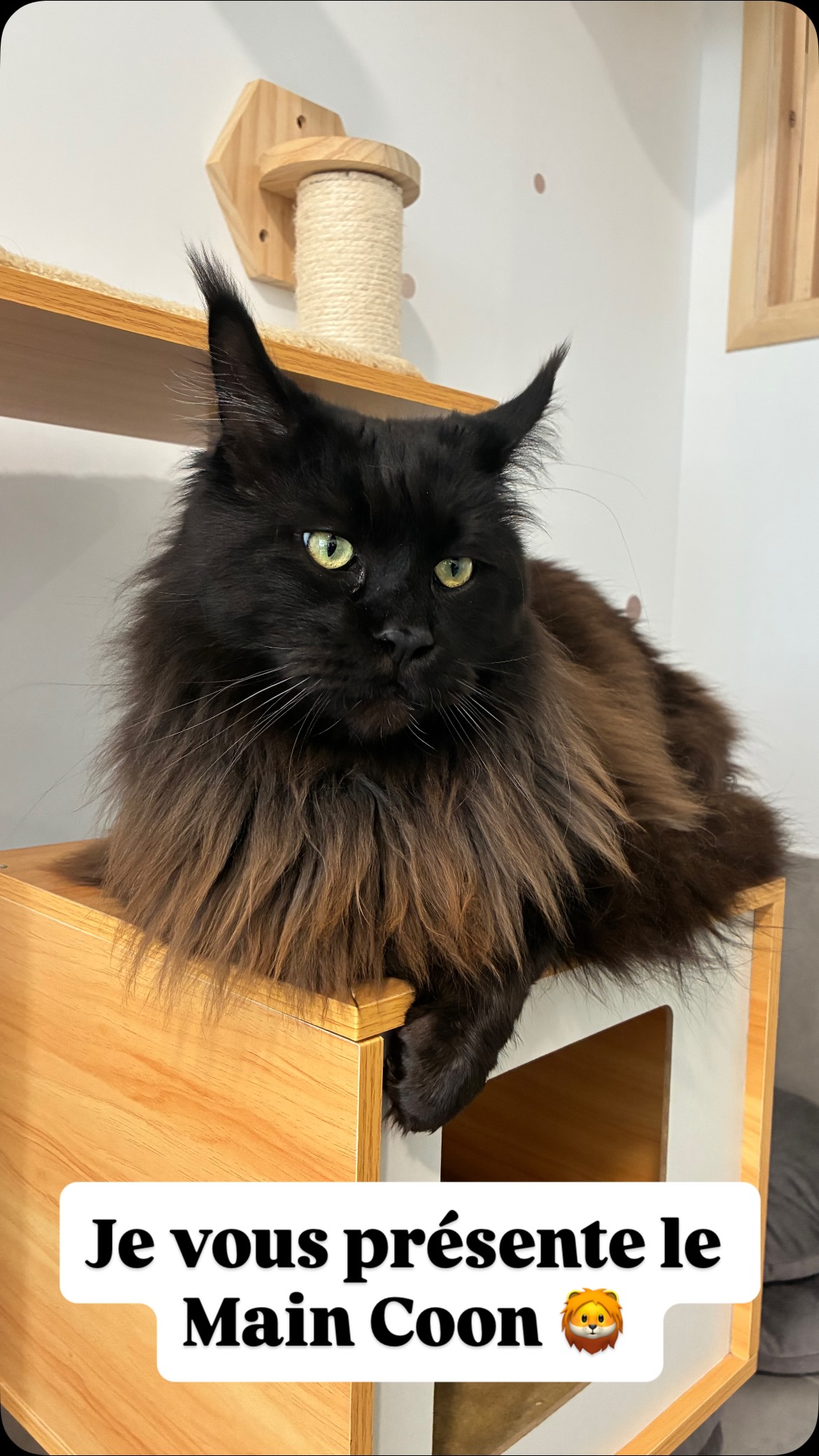 Aujourd’hui présentation rapide de la race préférée des Français : Le Main Coon avec notre ami Texas 🐱
#pensionpourchats #hotelpourchats #aixenprovence #larecreduchat #maincoon