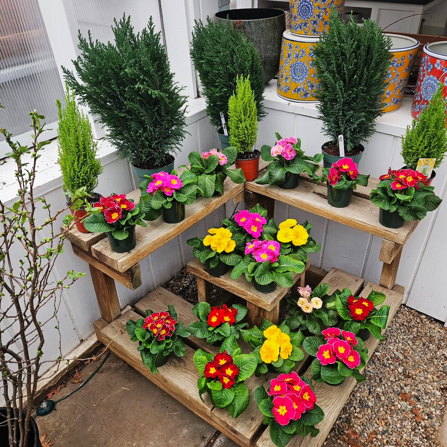 No matter how dreary it is outside, we are ready to welcome to spring at @colonialgardensfairfield!
Stop in for your fix today!
#colonialgardens #smallbusiness #springflowers🌸 #primrose #fairfieldct