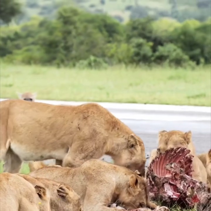 A Lion Family Enjoying Fasting in Deep Savannah with Planet Earth Expedition.
www.planetearthexpedition.com
#expedition #earthexpeditions #safariphotography #journeys #serengeti #wildplanet