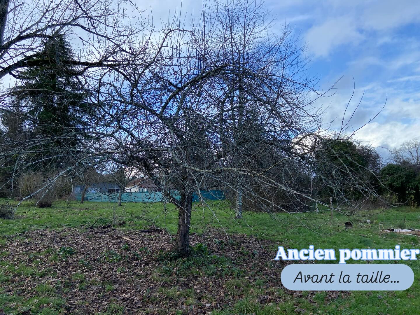 Taille douce en respectant le port de l’arbre, anticipant des renouvellements de charpentières, aérant les différents niveaux et en gardant des bourgeons à fruits pour cet été