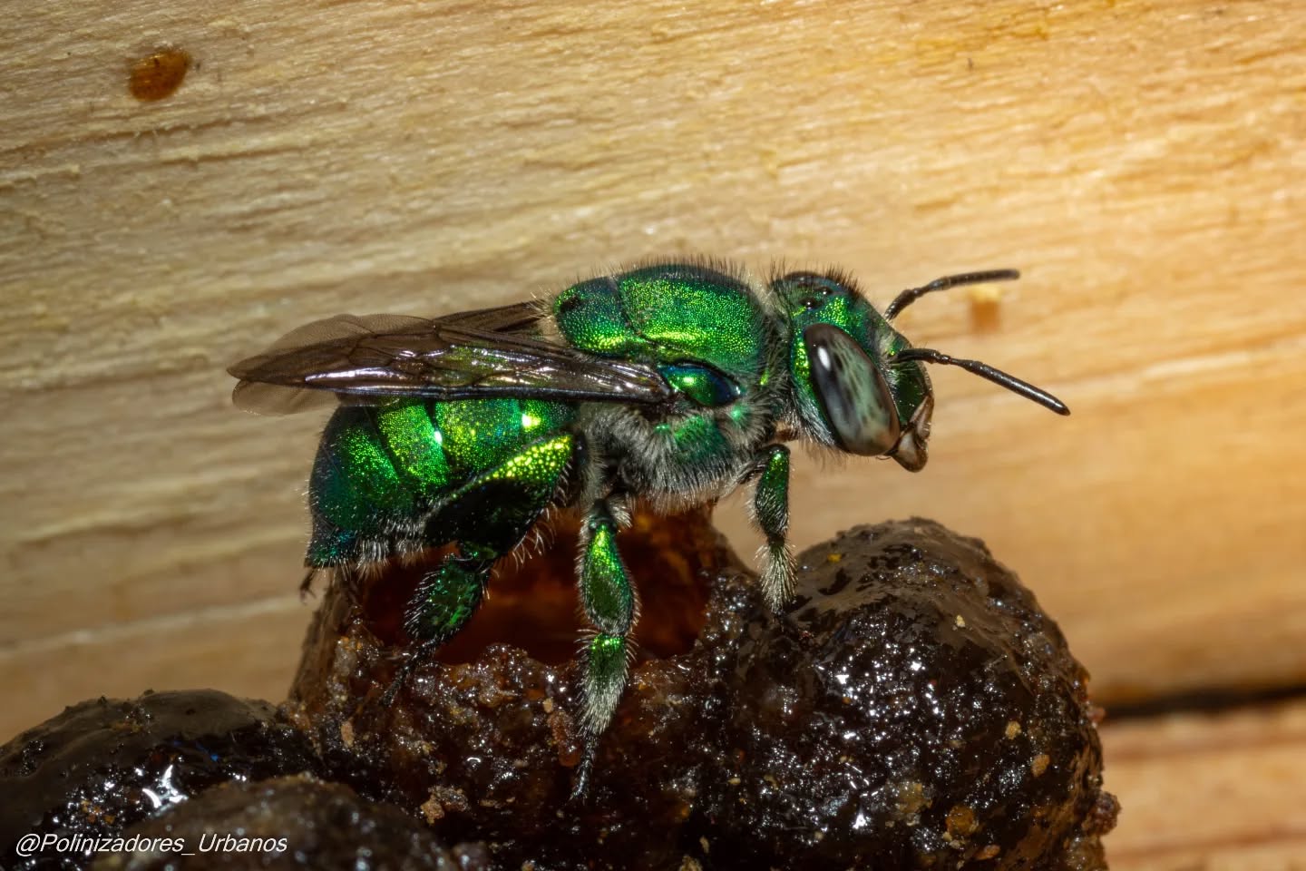 Recuerdan nuestra cajita de abejas de la tribu 𝑬𝒖𝒈𝒍𝒐𝒔𝒔𝒊𝒏𝒊?
Hoy estas abejitas de las orquídeas prosperan en nuestro hotel de abejas, ahora son alrededor de 5 individuos que comparten la cajita.
Las abejas de la tribu Euglossini no tienen una jerarquía como la de las abejas europeas o los Meliponinos pero varias hembras si pueden llegar a compartir un solo espacio de anidación.
Estas abejas son parte de nuestro proyecto piloto de hoteles para abejas en los que probamos las mejores medidas y materiales para estos hoteles, próximamente estaremos llevando estos refugiós a muchos mas jardines 👀
#polinizadores #abejasnativas #JardinesPolinizadores #biodiversidad #fotografia