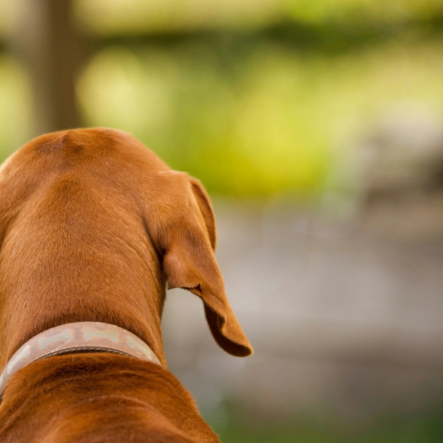 Case Study: Why veterinary referral matters in complex (and non-complex) behaviour and aggression cases
Turo’s story highlights a critical message for dog owners and professionals alike: when behaviour changes are sudden, severe, and accompanied by aggression, veterinary referral is not optional – it is essential. This is particularly true when medical, hormonal, and emotional factors overlap, and when behavioural intervention alone has not led to meaningful or lasting improvement.
Meet Turo
Turo is a much-loved dog, collected from a breeder 14 weeks of age. From the outset, she showed signs of sensitivity. Within the litter, she was quieter and less interactive, often being clambered over by other puppies. Despite this, she quickly formed a strong bond with her guardian.
In early life, Turo’s behaviour was manageable:
She attended puppy classes, initially struggling with other dogs but gradually gaining confidence.
She learned to socialise and play appropriately.
She enjoyed meeting people and regularly accompanied her guardian to work in a busy volunteer-based environment, where she interacted calmly with many individuals.
At this stage, there were no apparent flags suggesting future aggression.
The Turning Point: Hormones and Behavioural Change
Everything changed when Turo reached sexual maturity.
Her first season was extremely difficult for her. She appeared depressed, physically uncomfortable, and required pain relief. Following this, she experienced a pseudopregnancy, and it was during this period that her behaviour deteriorated dramatically.
Although the overt physical signs of the pseudopregnancy resolved and Turo was subsequently neutered, her emotional state did not recover. Instead, she became:
Chronically anxious
Easily angered
Hyper-vigilant
Increasingly aggressive in situations that had previously been safe and familiar
From this point onwards, Turo was no longer the dog she had been.
The rest of this blog is here,
https://www.problempetsolutions.co.uk/single-post/case-study-why-veterinary-referral-matters-in-complex-and-non-complex-behaviour-and-aggression-ca