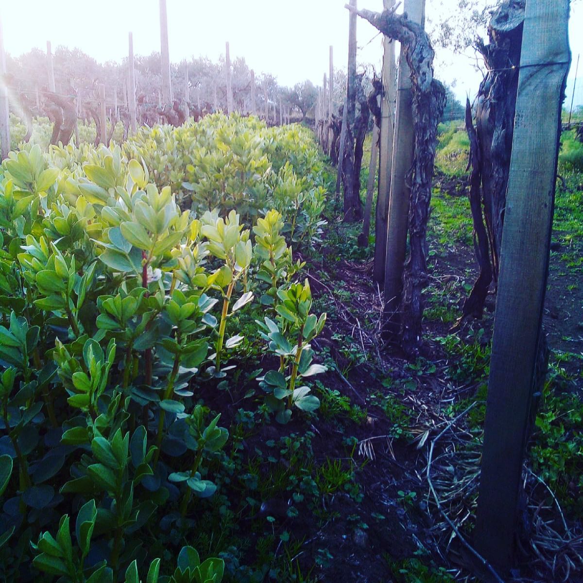 Organic way to give back the azote to the soil #sognolavico#