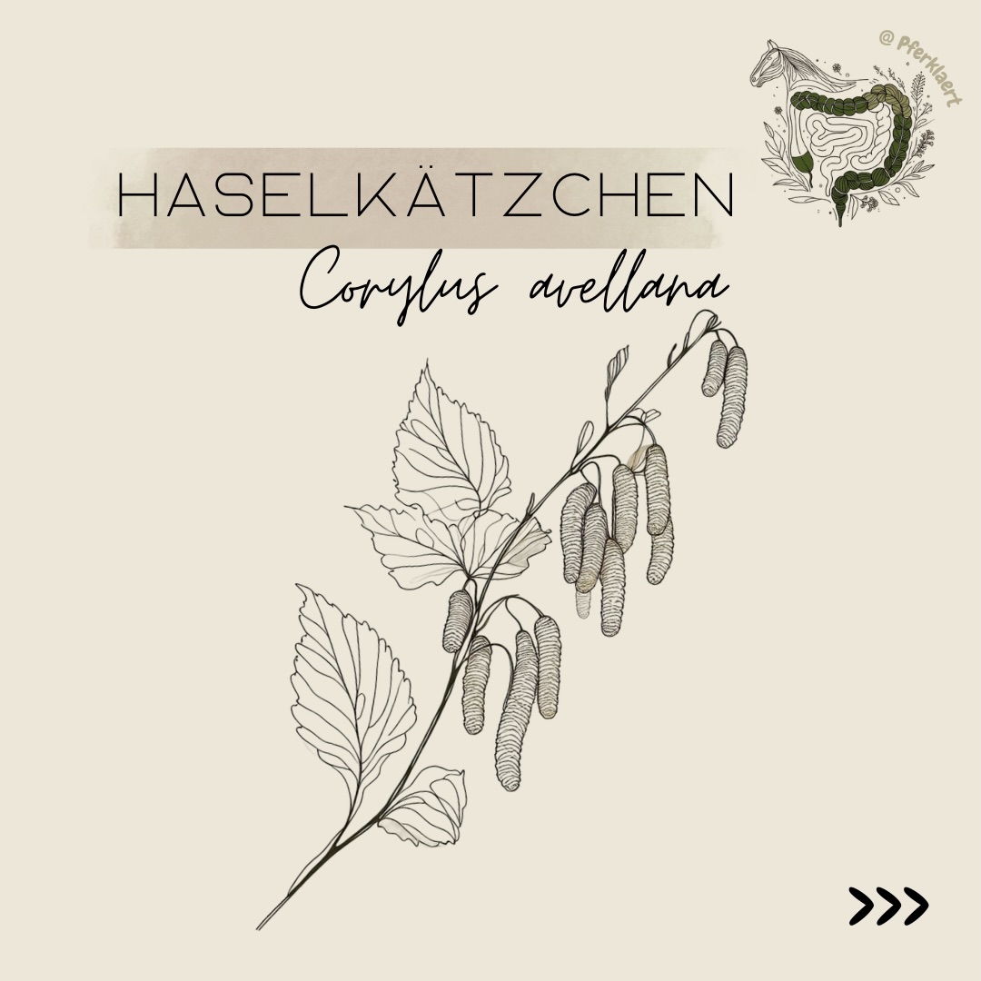 Wenn im Spätwinter die ersten langen, gelblichen „Kätzchen“ an Sträuchern hängen, beginnt für die Hasel (Corylus avellana) bereits die Blütezeit. Noch bevor Blätter austreiben, erscheinen diese männlichen Blütenstände, oft schon ab Ende Februar und zählen zu den ersten sichtbaren Zeichen des Vorfrühlings.
Gerade weil viele Sträucher noch kahl sind, fallen Haselkätzchen besonders auf. Aber darf mein Pferd das eigentlich fressen – und kann ich es gezielt anbieten?
Haselkätzchen sind botanisch gesehen früh verfügbare, nährstoffreiche Pflanzenteile, die in einigen Quellen als essbar beschrieben werden. Sie enthalten u. a. Proteine (<20%) und eine Reihe von Mineralstoffen wie Kalzium, Magnesium, Phosphor und Kalium sowie Vitamine wie B1, B2, C und E – alles Komponenten, die auch für Pferde interessant sein können, allerdings sind detaillierte analytische Daten für Pferde nicht spezifisch beschrieben. Dazu enthalten sie sekundäre Pflanzenstoffe, wie Gerbstoffe (Tannine), Flavonoide und ätherische Öle
📍 Richtig sammeln
➡️ Sammle nur frische, saubere Kätzchen nicht direkt an stark befahrenen Wegen oder belasteten Flächen
➡️ Ideal sind naturbelassene Standorte wie Waldränder, Hecken oder Wegsäume
➡️ Achte darauf, nur einen kleinen Teil zu entnehmen, denn Haselkätzchen sind wichtige Nahrungsquelle für Insekten und Bienen im frühen Frühjahr
➡️ Wenn du im eigenen Garten Hasel hast, kannst du ruhig einige Zweige vorsichtig schneiden – das beeinträchtigt nicht den späteren Nuss¬ertrag
🐴 Wie kann man Haselkätzchen füttern?
Du kannst Haselkätzchen frisch, getrocknet oder als Tee (Aufguss) geben – je nachdem, wie du sie verarbeiten möchtest. Viele Pferde zeigen Interesse an neuen Knabberangeboten, doch aufgrund von enthaltenen Gerbstoffen, Flavonoiden und natürlicher Bitterkeit sollte man langsam testen und beobachten.
⬇️⬇️⬇️
