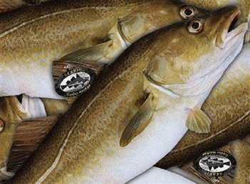 The “King of Cod” has arrived! 👑🐟
It’s official! Skrei Cod is officially back in season and available from My Fish Company.
Caught in the icy, crystal-clear waters of Norway, Skrei is the result of a monumental 1,000km migratory journey. This athletic lifestyle produces a fish that is in peak condition: leaner, firmer, and with the signature snow-white, large-flaking flesh that chefs across the globe wait for all year.
✨ The Gold Standard: Look out for the official Skrei tag on the dorsal fin.
It is a truly premium, sustainable choice that elevates any seasonal menu.
📞 Speak to your account manager today for the latest new-season pricing and to secure your delivery.
#MyFishCompany #Skrei #SkreiCod #KingOfCod #SeasonalSeafood ChefLife FineDining SustainableSeafood NorwegianSeafood