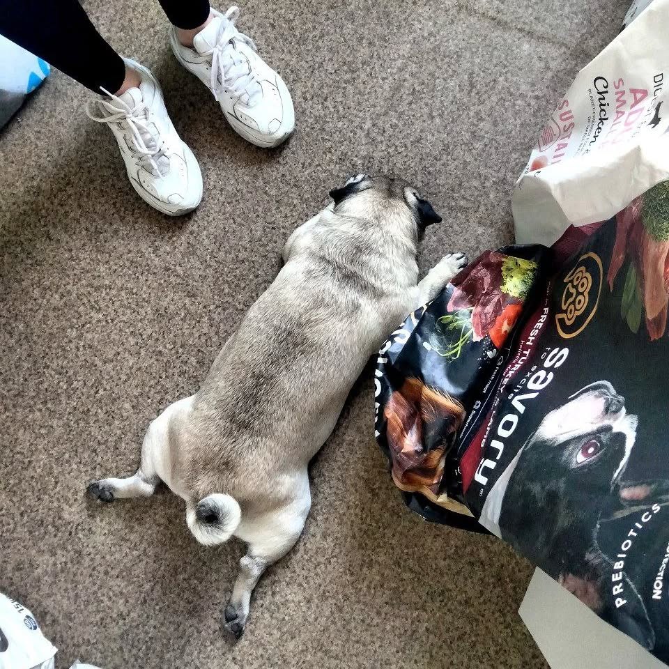 Мама, ніяких "пішли", я ж бачу що ти знову не купила той смаколик з підкопченої качечки! Я б тебе не просив, але ж ти знаєш, що у мене лапки...