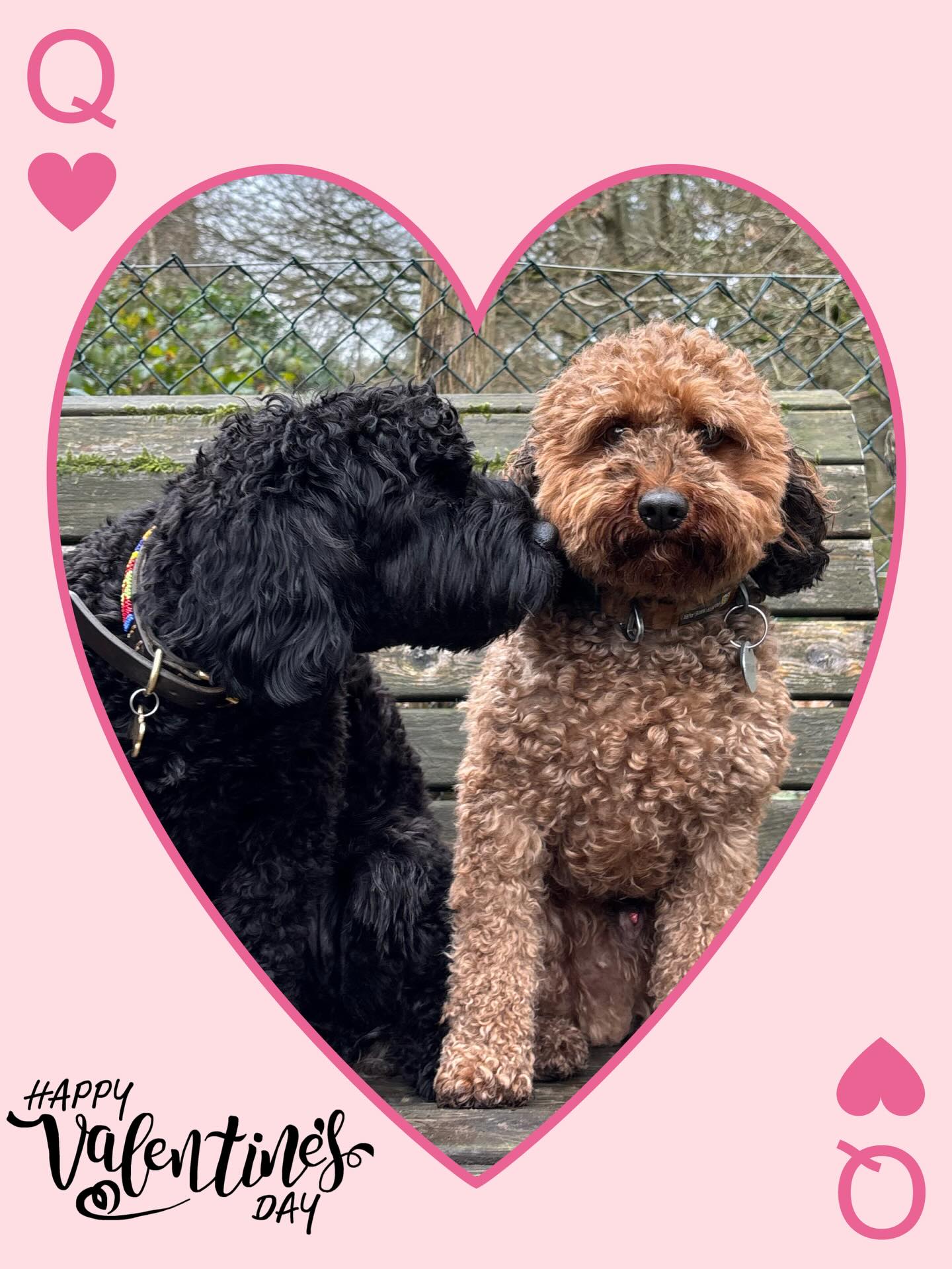 Puppy Love 💘
Our Valentine’s Day celebrations were full of best friends, cuddles, and wagging tails 🐾