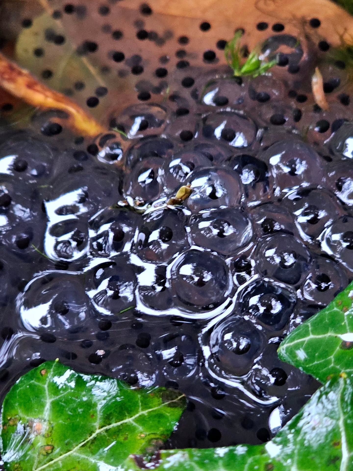 So Much Frog Spawn
๐ฑ In our wild pond this year, literally filled the entire surface. Lovely to see nature continuing it's schedule no matter what, very grounding. Not sure its an art scene though.