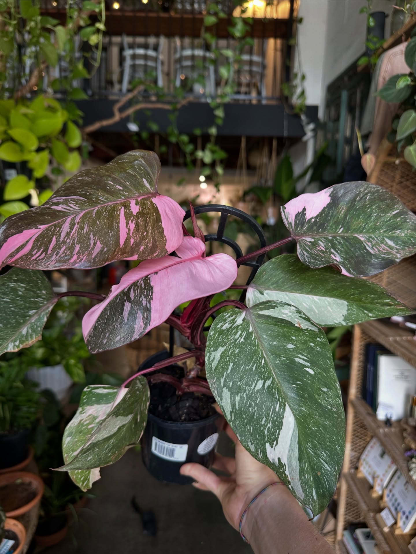 A little round up of some newbies in store
(including some busty thai monsteras from $75) 🫶🏽