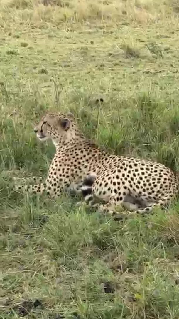 Nature . Wildlife . Adventure
Experience Tanzania’s wild beauty up close. Iconic wildlife, endless plains, unforgettable moments.
Book your safari today. DM us for details
WhatsApp
+255 777 814472
Email
info@cheicheizanzibartour.com
Please visit our website
www.cheicheizanzibartour.com
🏝️
🧳
🐘
#wildlife #zanzibar🇹🇿 #tanzania #safari #serengetisafari