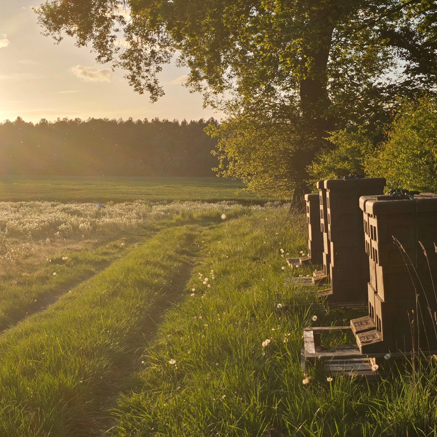 Couldn't resist this picture at one of our local apiaries. The lovely weather around York is making a very busy season
#derwenthoney #beesforsale #yorkshirebees #yorkshirehoney #yorksmallbusiness
