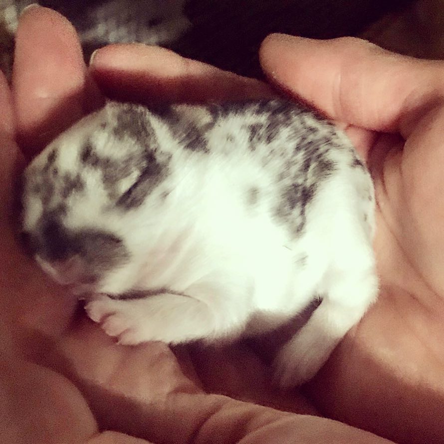 Hasen Baby
#hintergrabenbauer #urlaubambauernhof #hasenbaby #babyhasen #pyhrnpriel