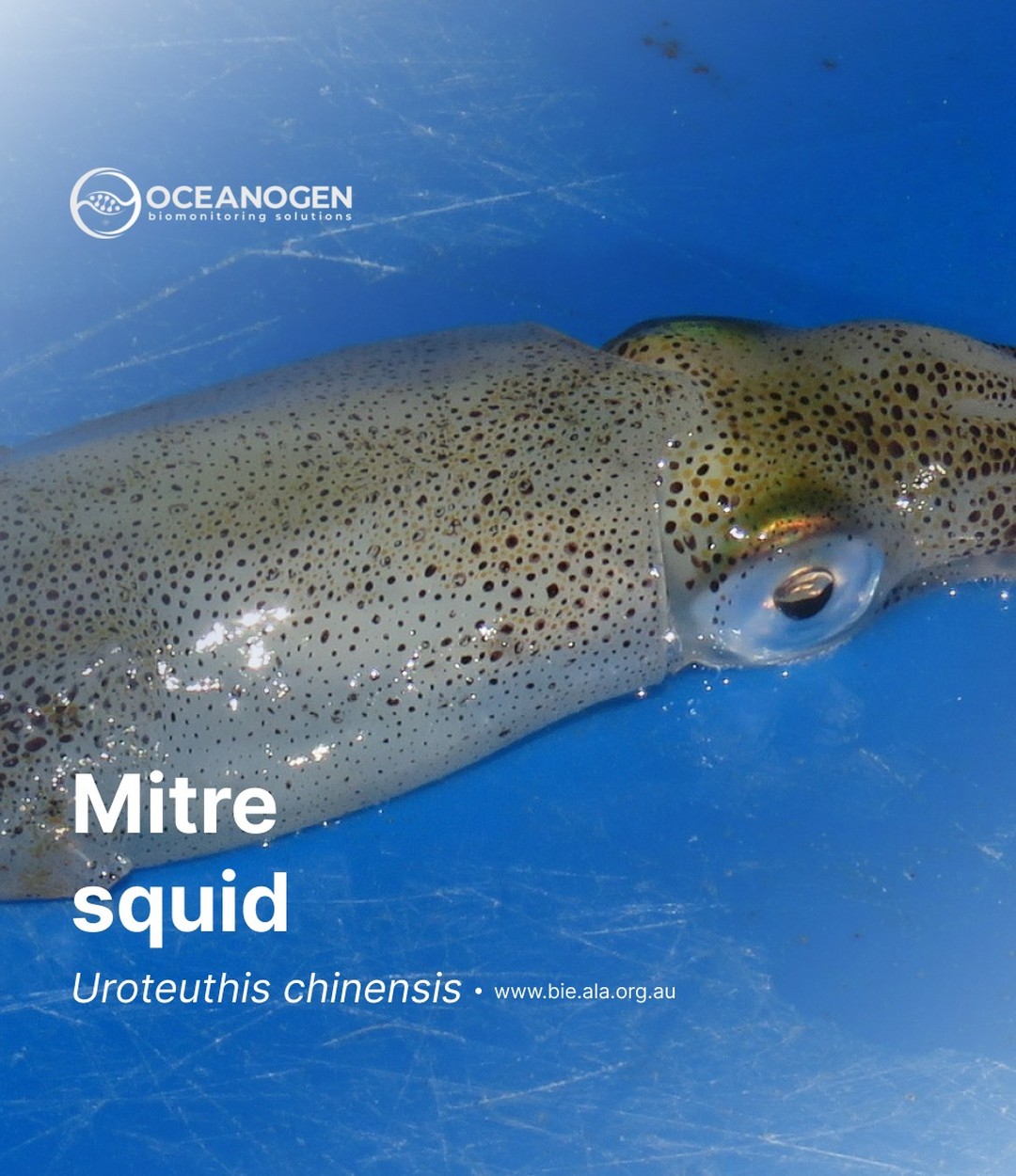 Uroteuthis chinensis, also known as the Hanchi (Korean),Taiwanese squid (Mandarin Chinese) or mitre squid.
We identified this species from commercial squid products.
—
Website oceanogen.com
Email contact@oceanogen.com
Instagram @oceanogen