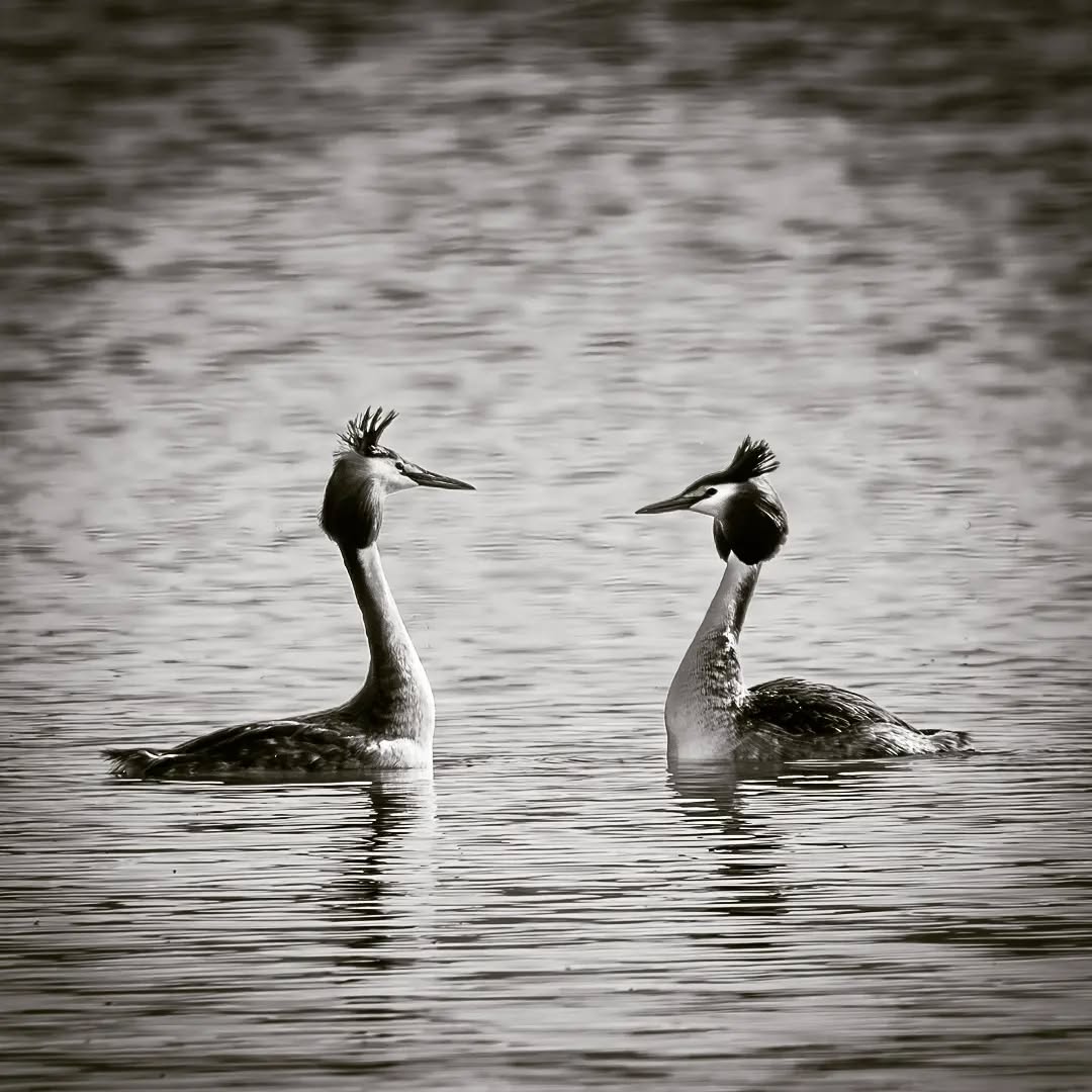 Haubentaucher
.
.
.
.
#fujixseries #fujixt5 #fujifilm #fujifilmde #fujixf70-300 #fujifilm_global #fujiteleconverter #fujifilmfeaturetime #chiemsee #haubentaucher #fineart #fineartphotography #fineart_photobw #finearts #fineartphotographer #palaceoffinearts #fineartist #fineartphoto #see #lake #water #birds #blackandwhite #bw #spring #frühling #fujifilm_global #waterworld #ishootfujifilm #bhop_photography