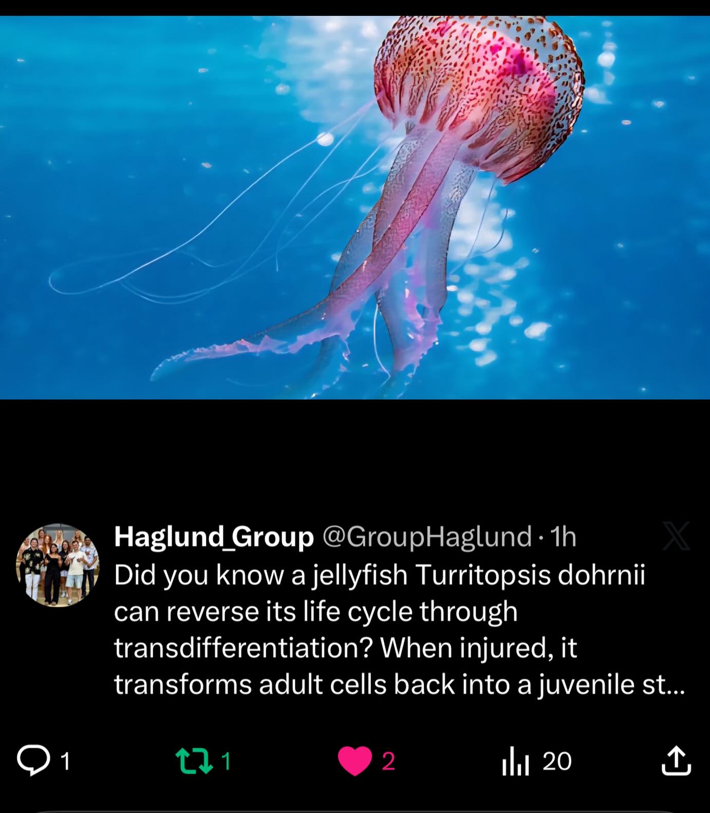 Did you know that The jellyfish Turritopsis dohrnii can literally reverse its life cycle. When injured or stressed, it transforms its adult cells back into a juvenile state and starts over—making it biologically potentially immortal.
The wild part? It does this through transdifferentiation—where fully specialized cells directly change into entirely different cell types. Nature really said “restart.”
Reference: https://pubmed.ncbi.nlm.nih.gov/31619459/
#FunFactFriday