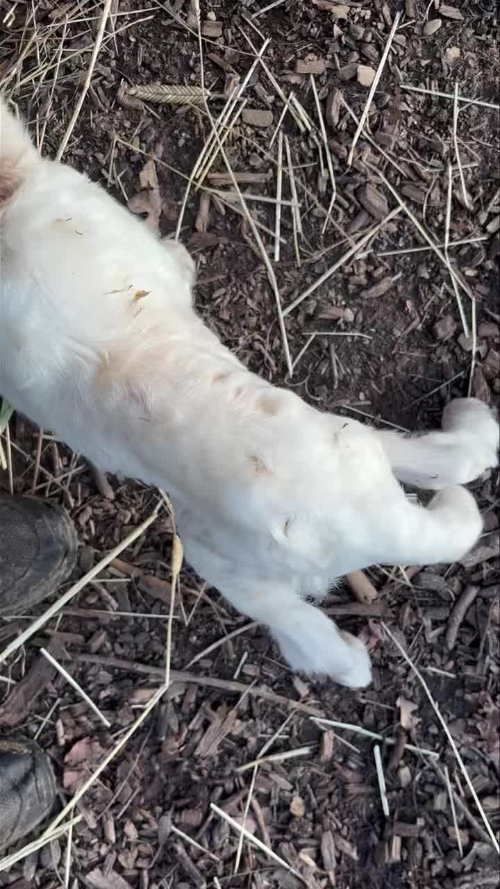 Goats are definitely still my favorite. But you’ve got to love the wiggly noodle tail on little lambs.