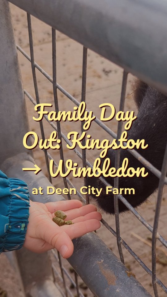 Coming from Kingston, Deen City Farm is just beyond the borough – and a real local gem for those in Wimbledon!
We had such a fun day with the boys – splashing in muddy puddles (rain gear = essential 👌), exploring the aviary, feeding sheep & goats, and saying hi to donkeys, cows, rabbits & guinea pigs. Of course, Oscar’s Playground was a hit too, with tractors to ride and a climbing frame with a slide keeping them entertained.
Entrance to the farm is free, but they’re a charity and rely on donations to stay open for the community – the recommended donation is £3 per person. They also offer paid extras like pony rides (£3) and animal meet & greets (£15). There are plenty of tables for a picnic, plus a café and farm shop if you fancy a treat!!
The farm (including shop, garden & playground) is open Tuesday–Sunday & Bank Holiday Mondays, 10:00–16:30 (last admission 16:00).
A short train and tram ride made it feel like a mini adventure – definitely worth a visit!
#FamilyDayOut #DeenCityFarm #MuddyPuddles