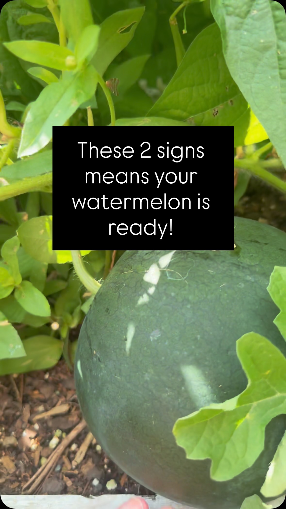 These 2 signs means your watermelon is ready.
It’s so tempting to pick your watermelon when it’s almost ready… but this is one of those times you really can’t rush nature.
If you want a sweet, pink, juicy melon, patience matters. 🥴Ignore the knocking trick that’s something commercial growers learn over years.
✔️ 1. The tendril test
Look at the little curly tendril closest to the fruit. When it’s completely brown, dry, and dead, your watermelon is ready. If there’s still green, it’s still growing.
✔️ 2. The belly check
You don’t need to rotate your watermelon while it grows. When it’s ready, the bottom (where it sits on the ground) will be a yellow circle.
NOW HARVEST 🍉
I can’t believe I grew this from @tuigardenandhome sugar baby seed. And basically it looked after itself in the @wickingbedsnz vegetable gardens!