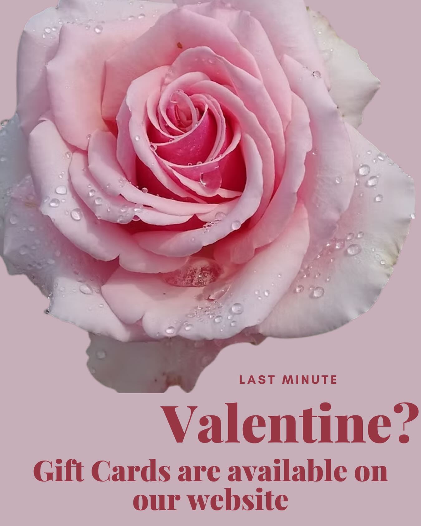 The perfect romantic gift for gardeners! They can fill their garden with beautiful roses that keep on blooming for years, head over to our website, link in bio. Rose: Sexy Rexy.
#gardener #gardenergifts #roses