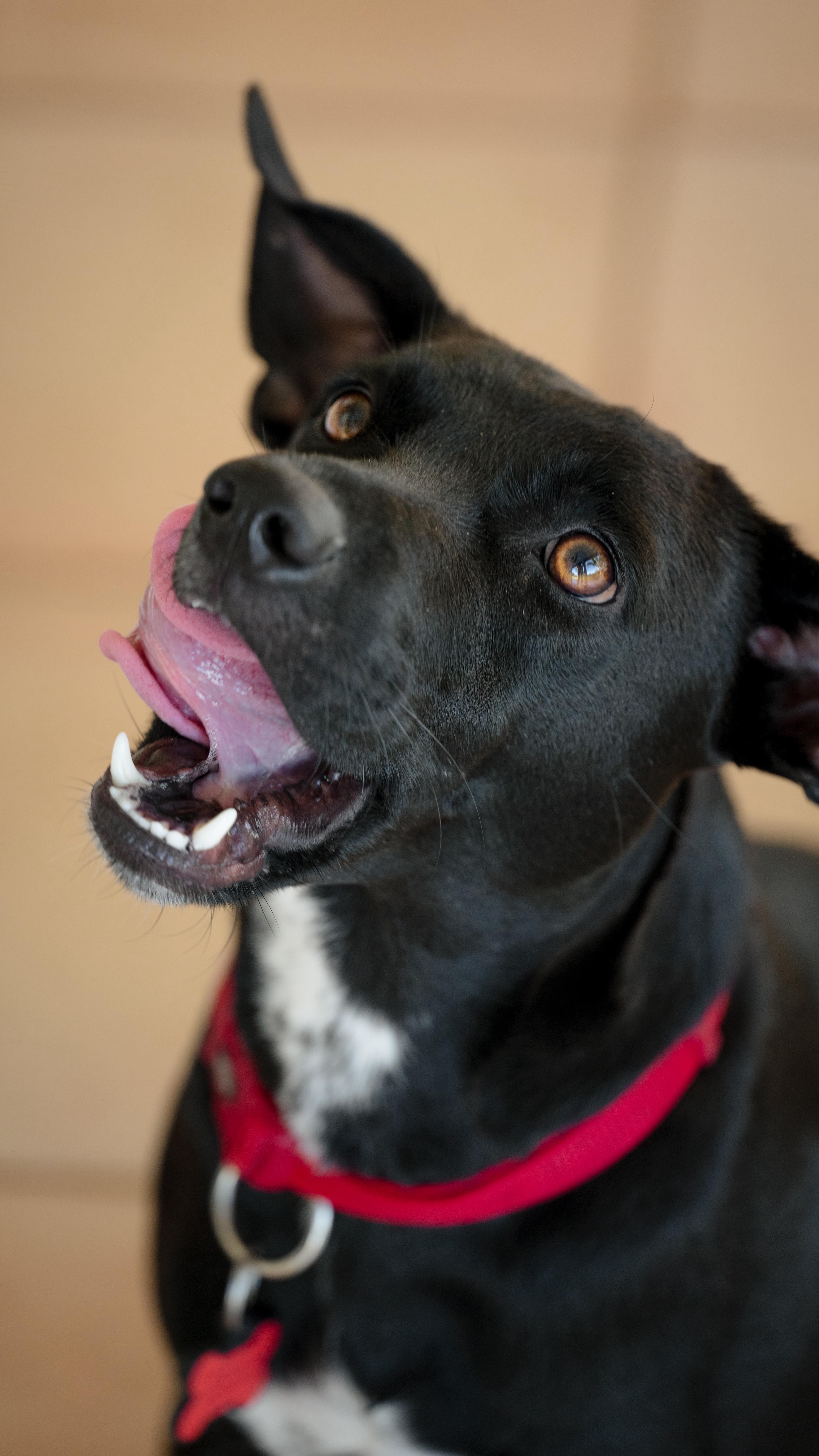 J’avais prévu un Reel hyper stylé avec mes animaux…
Résultat : chaos total 😂
Mais c’est aussi pour ça que je les aime.
Je suis photographe, et j’adore intégrer les animaux dans les shootings.
Parce qu’ils font partie de notre famille, de notre histoire.
Et franchement… les avoir en photo, c’est tellement important 💛
En réel c’est une autre histoire 😅
#photographe #photographeanimaux #shootinganimalier #animaux