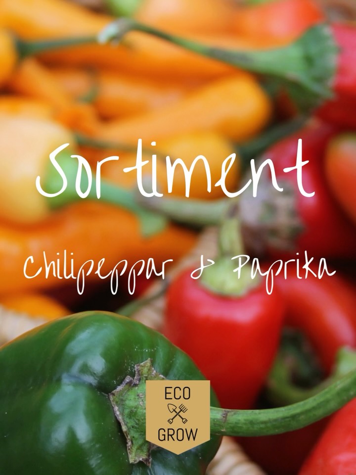 I vårt sortiment hittar du 15 sorter chilipeppar och paprika i olika styrkor, former & färger! 🫑
Vilken är din favorit? 🌶️