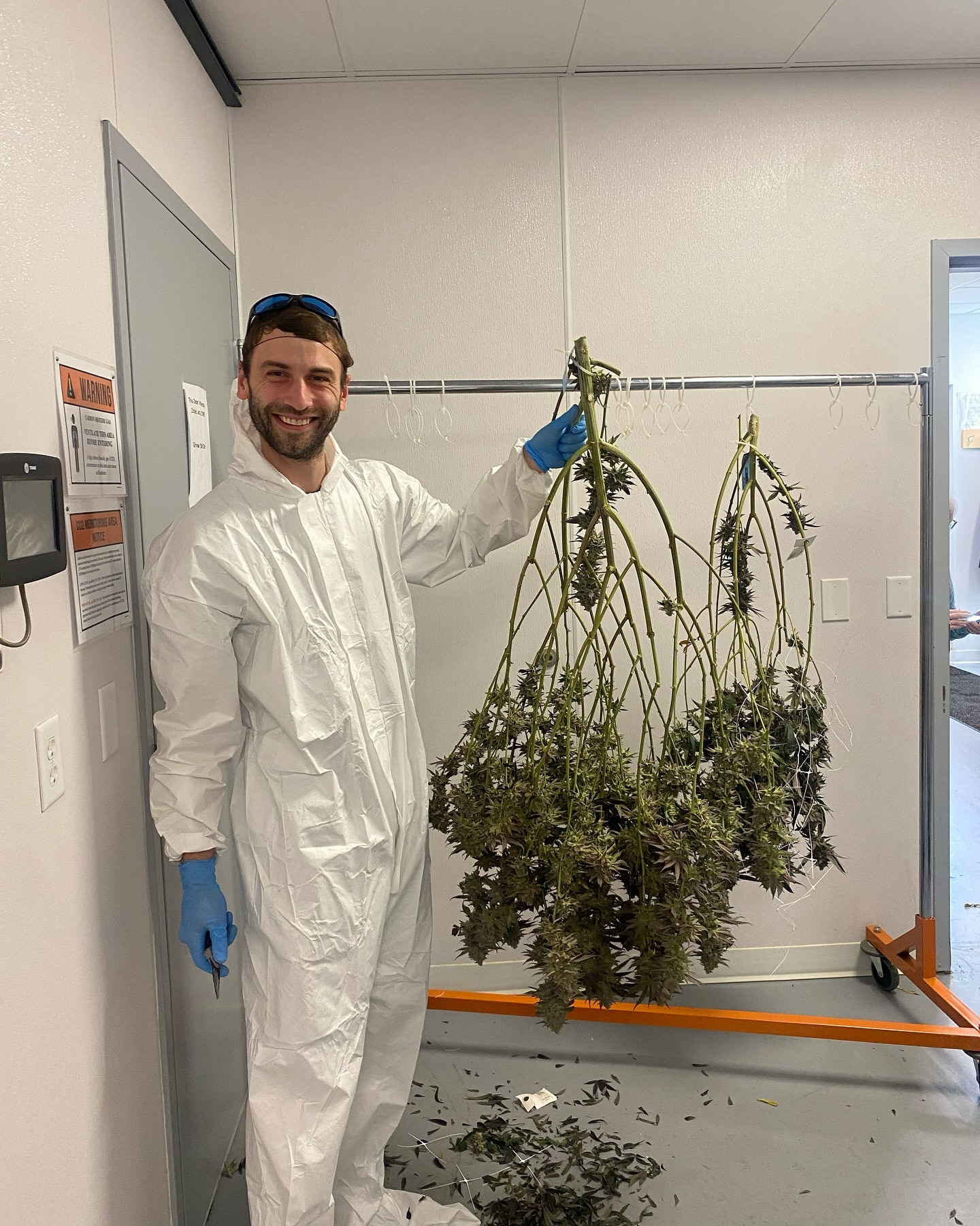 Just another day in paradise 🌿 Harvesting happiness one bud at a time!