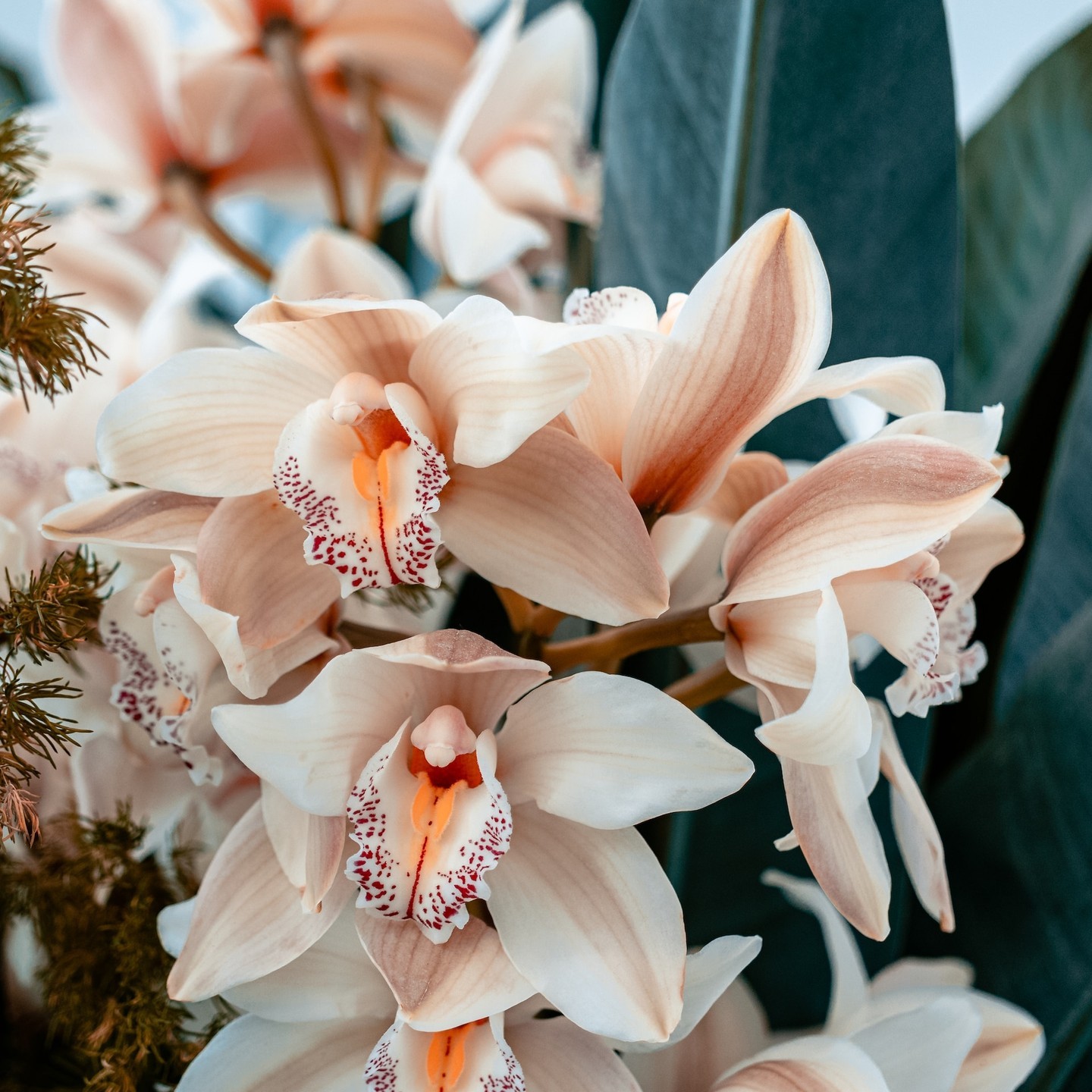 Looking to beautify your place of business in West Hawai'i? The Kona Orchid Society Spring Show & Sale is 9 a.m.-2 p.m. Saturday, May 13 inside and out at the Makaeo County Pavilion at the Old Kona Airport State Recreation Area. Just in time for Mother's Day too!
#interiordesign #konaevents #iloveorchids
https://bigislandgazette.com/kona-orchid-society-announces-mothers-day-show-sale/