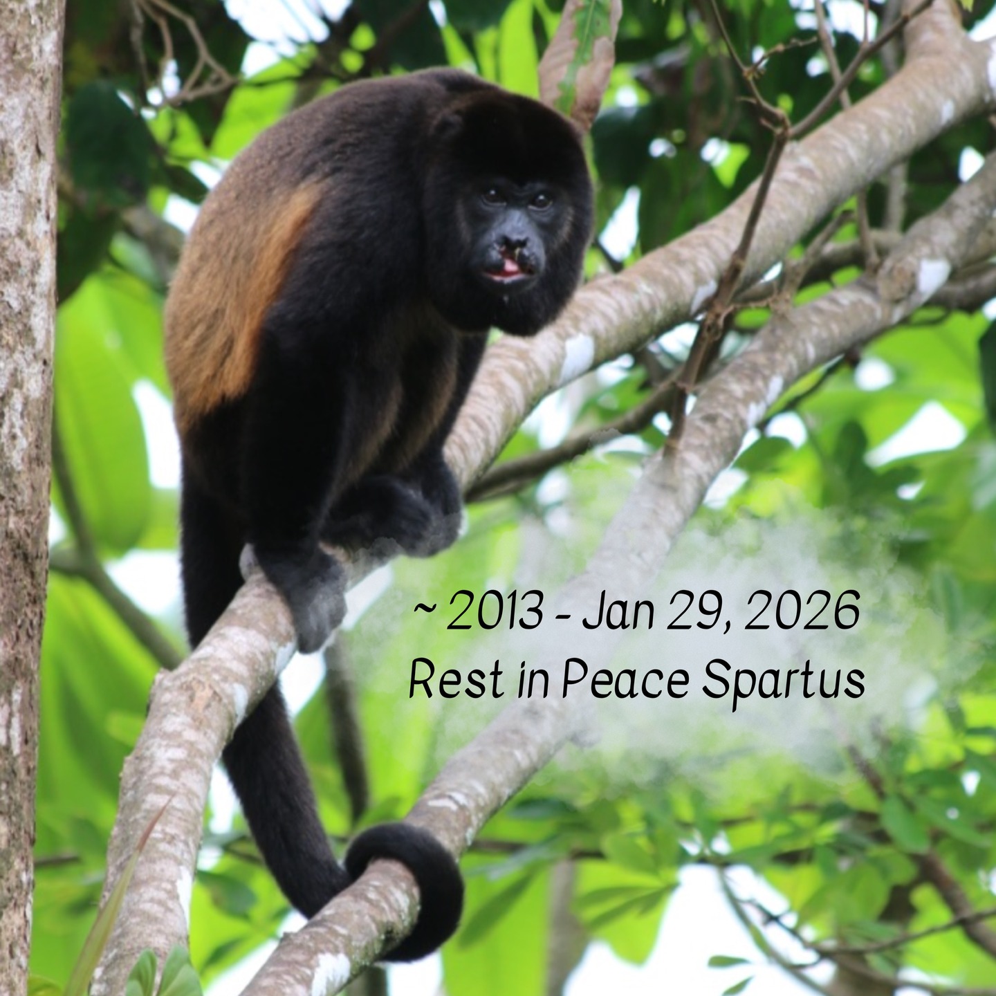 Monkey Monday Update: We are so sad to report that Spartus has sadly passed away. Spartus was a beautiful Azuero Mantle-backed Howler monkey and was a part of our local troop where we have observed him since before we arrived to Panama.
This photo is from 2018, when he sustained an injury to his face but he was able to eat and live his best life up until he was electrocuted by uninsulated power lines mid January.
We were able to capture him and get him into emergency surgery to save his life. Our vets amputated his tail and his hand. He sustained several burns over his body and also likely internal burns as well. Though he appeared to be slowly improving, his injuries were too much for his body to fight though he tried valiantly.
We have since located the small area of uninsulated lines close by our property and have had them insulated by our electricians to avoid this in the future.
Melikki's is a fully licensed rescue and rehabilitation center that works under direct supervision of Primate specialists and Veterinarians.
Primates are wild animals NOT pets.
https://www.melikkis.org (link in bio)
#Morrillo #AdventureTraveler @kthg.mv #AdventurePanama #PanamaCulture #PanamaLife #PanamaWildlife #HowlerMonkey #World_Animal_Protection
#PanamaWildlifeConservation @ProyectoPrimatesPanama @Aspvoice
#TravelBetter
#SustainableTravels #EcoTourGuide
#AdventureTravelers #AdventureTraveller #AdventureTraveling
#AdventureTravelFamily #AdventureTravelFamily #FamilyTravelAdventures #FamilyTravelAdventure #AdventurePanama