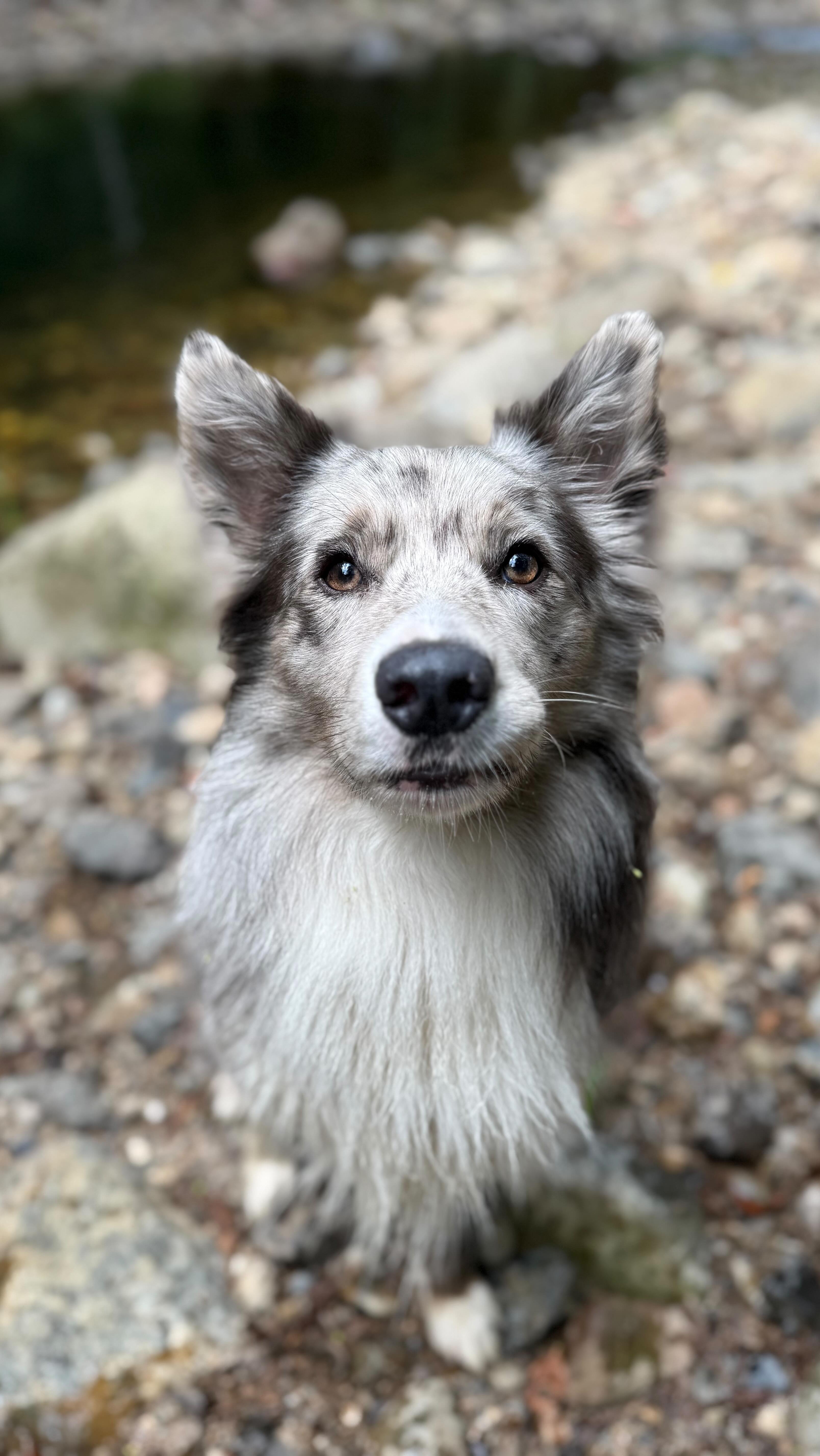 Kai: I think the fuck not
#dogs #dogreels #doglife #dogmom