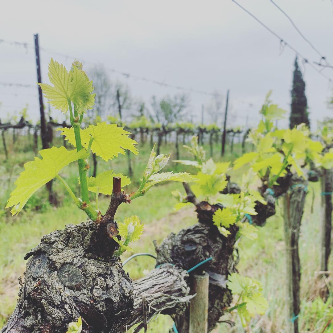 #rain is not a good #seasonstart #viticoltura #sangiovese #pioggia #vigna
