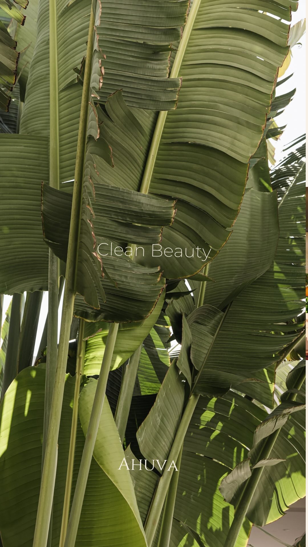 Let’s clear something up: natural doesn’t always mean organic.
Natural oils that aren’t organic can come from plants grown with synthetic pesticides. These chemicals get absorbed into the plants and extracted into your products.
Organic means no synthetic pesticides. Clean soil, natural farming, nothing hidden.
At Ahuva, we choose certified organic suppliers because you deserve to know exactly what you’re putting on your skin.
#OrganicSkincare #CleanBeauty #NaturalVsOrganic #AhuvaBeauty