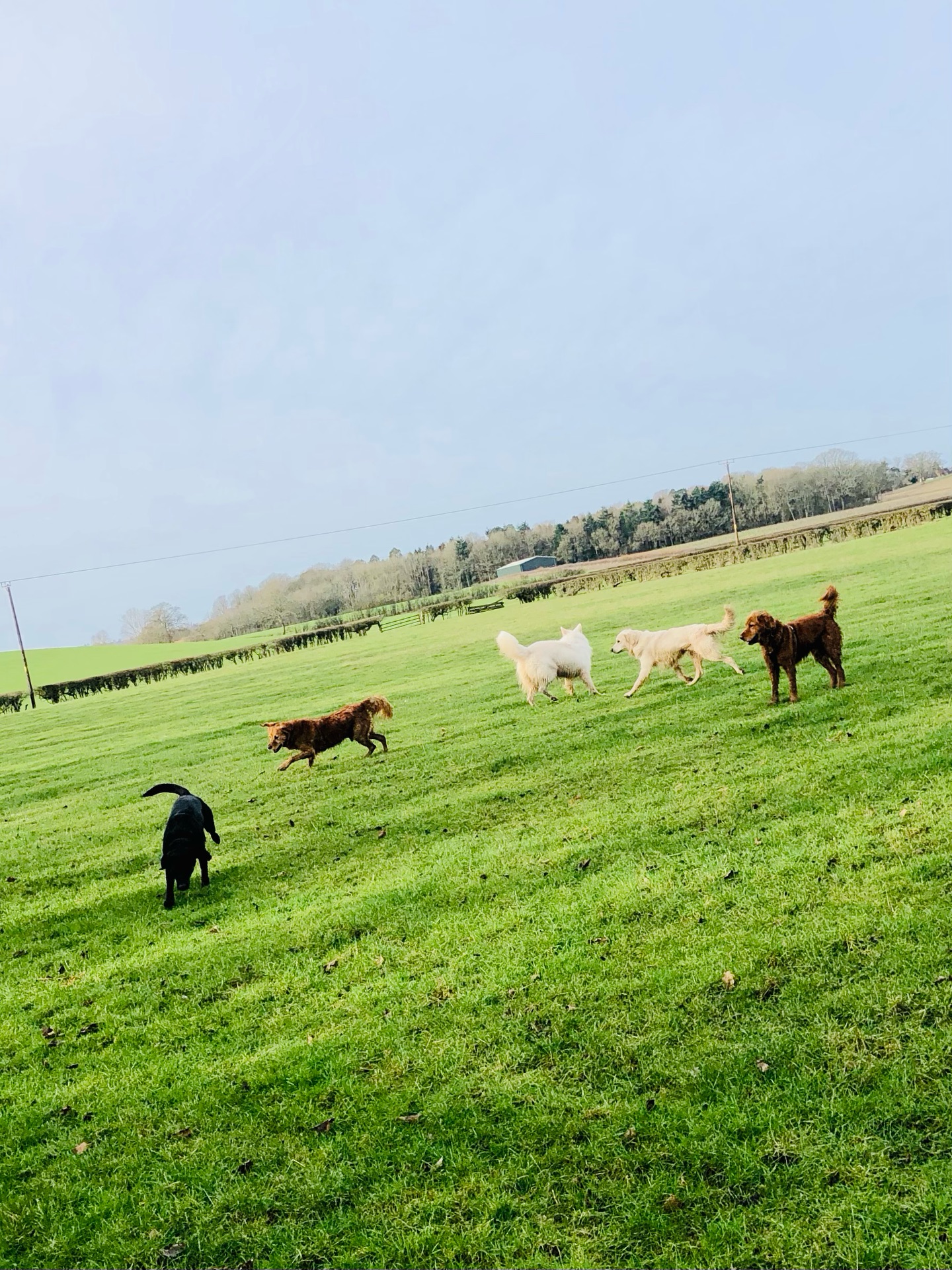 ❤️🐾
If your dog would like to have a walk with us then contact us at www.ardendogwalking.co.uk and check out our half-day experience.
#ullenhall #tanworthinarden #hockleyheath #henleyinarden #dog