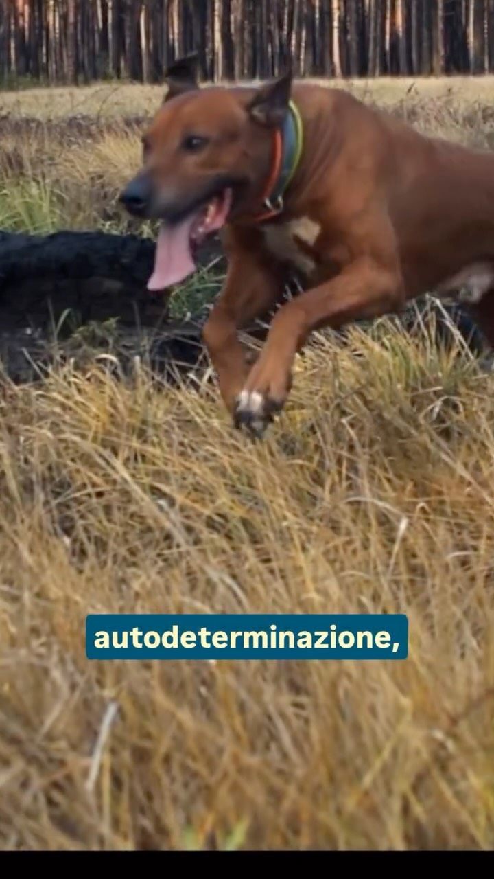 Quanto spazio lasci davvero al tuo cane per essere se stesso?
Non tutto deve essere guidato, corretto o deciso da noi.
Un cane cresce quando può incidere sulla realtà che vive, quando le sue scelte hanno un peso e una direzione.
È lì che costruisce sicurezza, equilibrio e fiducia.
Lasciargli margine non significa abbandonarlo.
Significa accompagnarlo senza invaderlo.
Osservare prima di intervenire.
Rallentare. Concedere tempo. Concedere possibilità.
Nel momento in cui smetti di dirigere ogni passo,
inizi a vedere chi hai davvero accanto.
Ed è in quello spazio che la relazione diventa reale.
Un cane non ha bisogno di essere perfetto.
Ha bisogno di essere ascoltato.
📲 Accedi al canale WhatsApp: ti aspettano contenuti esclusivi.
🎓 A marzo parte il corso per dog sitter @takescareds se vuoi lavorare con i cani partendo dalla relazione, scarica il nostro programma.
#relazionecane
#approcciocognitivo
#educazionecinofila
#benesserecane
#vitaconilcane