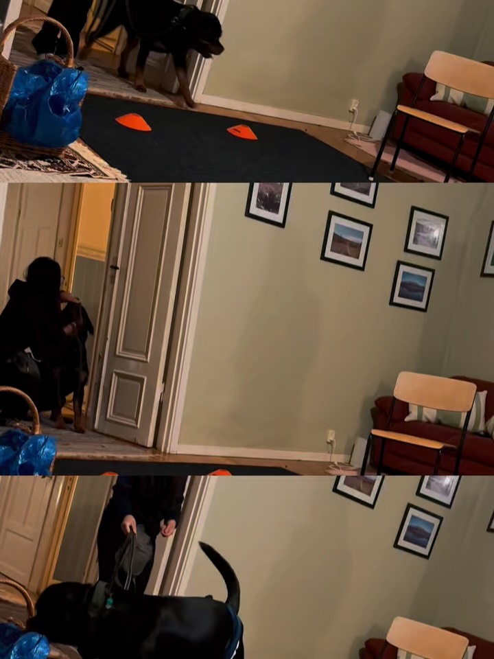 Yesterday it was time for NW again at @susanneshundkraft
On the agenda:
• Close hides
• Corner hides (using the same technique as in vehicle searches)
• High and mid-level hides
Six smaller search areas and it’s amazing what happens when we scale things down and work with precision.
It’s so wonderful to see how Ecco is maturing in his searches. Less stress. More systematic. Better endurance. He approaches the task with a calmer mind and a clearer working attitude.
And I’m learning to read him better. When he’s in odor. When he loses it. When he truly knows.
We still have a long way to go. So much left to understand, refine, and practice. At the same time, it’s clear that we’ve taken real steps forward over these past weeks.
That’s what I like about Nose Work, development shows up in the details. Smaller search areas don’t mean “easy.” They create precision. And precision builds confidence.
Yesterday I felt proud. Not because of perfect searches but because of the progression.
We’re on our way 🙌🏼🤩🐾
#noseworktraining #nosework #dogtrainerlife #rottweilertraining #rottielife