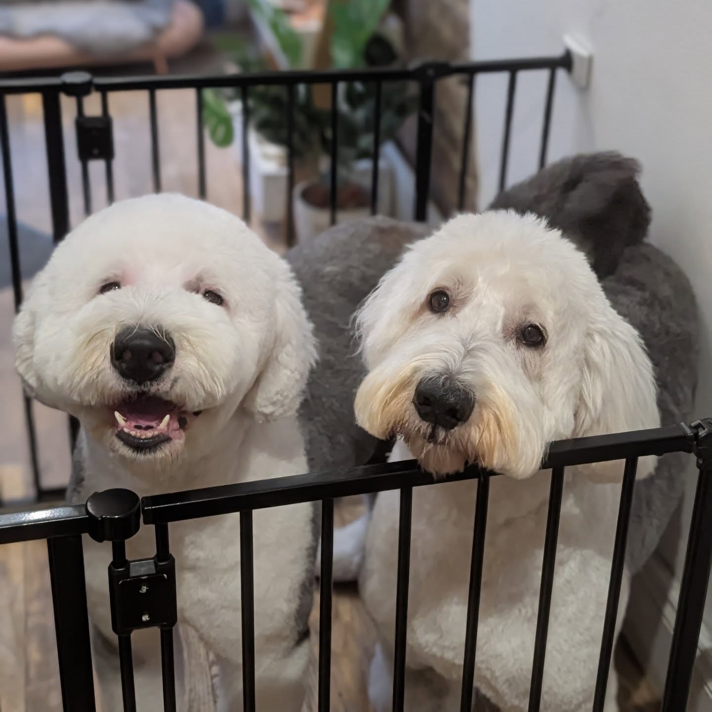These two 😂😂 #oldenglishsheepdogs #woofmans #woofmansdoggrooming #brightondoggroomers #brightondogs