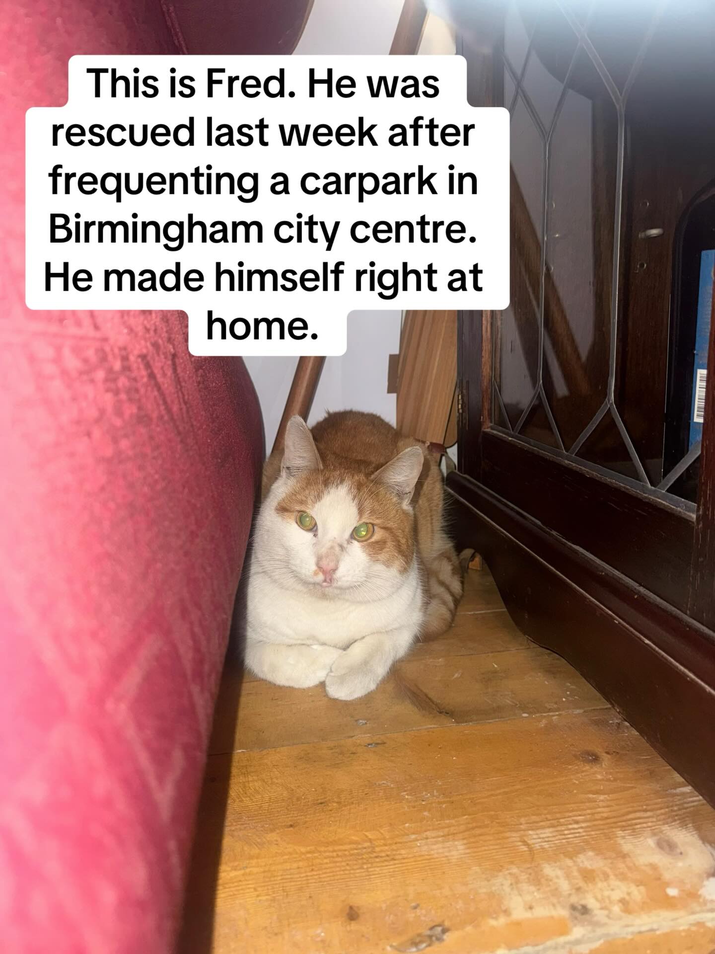 Any help towards Fred’s care would be appreciated💕
https://www.paypal.com/pool/9mAmxEqoze?sr=ancr