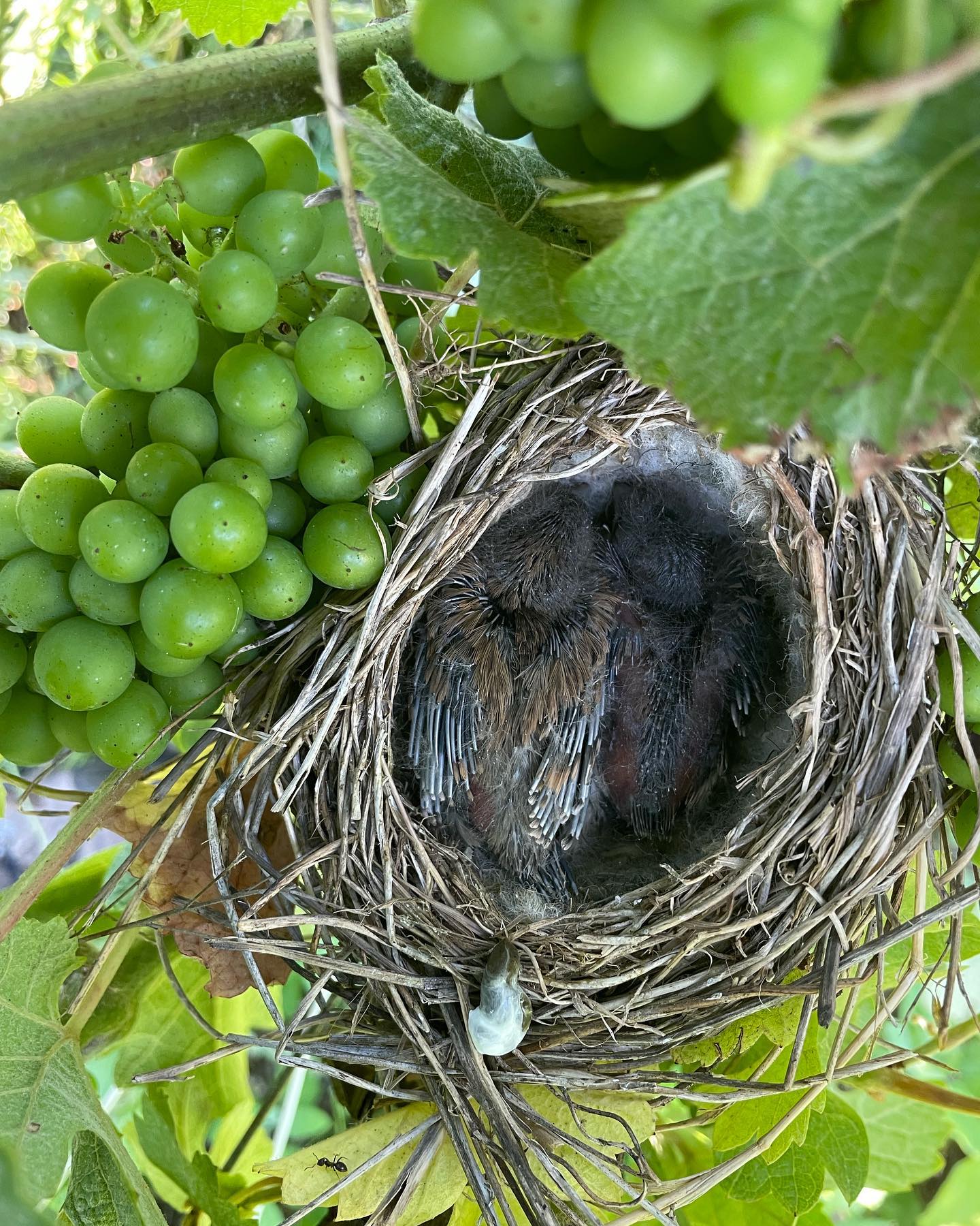 Babies 🐣🍇
Découverte Matinale dans le vignoble
#vineyard #grapes #oisillons #raisin #vignoble #margaine #amargaine #growing #harvest2022 #tictoc