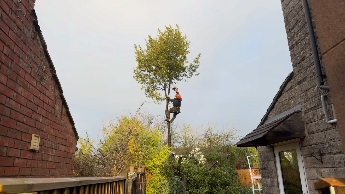 Bay tree take down 🌳➡️🪵
The customer wanted this one brought right down — and we mean right down. We reduced it back to solid framework, leaving the stumps just big enough to encourage healthy regrowth 🌱
The tree had simply outgrown the space, blocking out a lot of natural light into the house and dominating the area. By cutting it back hard, it’ll regrow as a much smaller, more manageable tree — keeping the greenery without overwhelming the garden ☀️
All waste removed and the site left clean and tidy as always ✅
#MJBGroup #TreeReduction #BayTree #TreeSurgery #LetThereBeLight