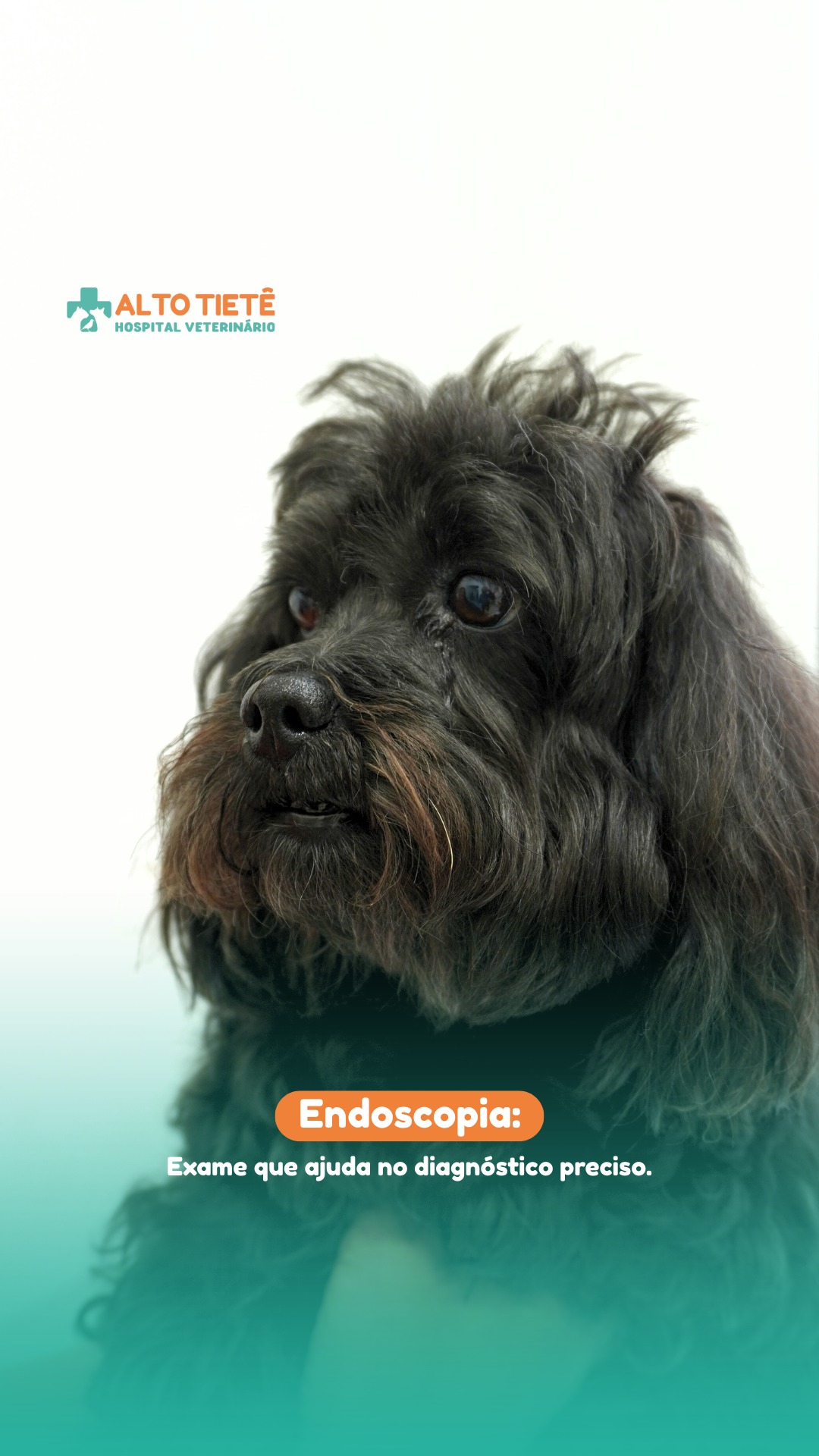 Vômito e diarreia frequentes podem esconder algo mais sério.
Aqui no Hospital Veterinário Alto Tietê, contamos com endoscopia digestiva veterinária um exame moderno e seguro que permite olhar diretamente para dentro do estômago e do intestino dos pets.
Foi com esse exame que conseguimos diagnosticar o Neném com gastrite e duodenite ulcerativa após exames tradicionais não mostrarem alterações.
Com um diagnóstico preciso, o tratamento foi mais eficaz e ele hoje está bem.
👉 Se o seu pet tem sintomas gastrointestinais que insistem em voltar, fale com a gente!
📍 Arujá/SP
📲 Atendimento com especialistas e exames avançados
#EndoscopiaVeterinária #GastroVet #HospitalVeterinárioAltoTietê #SaúdePet #DraCamilla #VeterináriaEspecializada #VômitoPet #DiarreiaPet #DiagnósticoVeterinário #ArujáSP