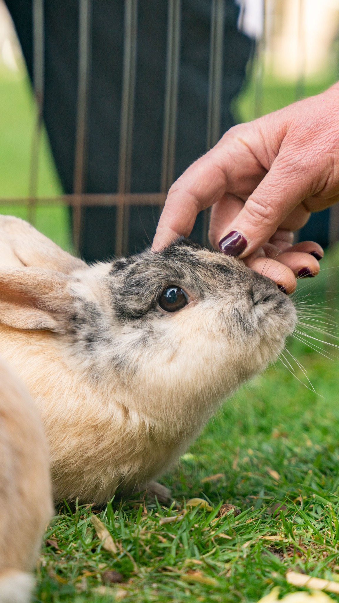 Basils Farm is back for 2026! 🐐🐓
🗓️ 5 April | 12 - 4 | FREE ENTRY
Feeding, handling and grooming could be part of your time with 'Basil' and his crew of furry and feathered friends. Bring the family together and enjoy a lovely Spring day out with some of the cutest animals! ☀️
Lets take a look at last year 😌