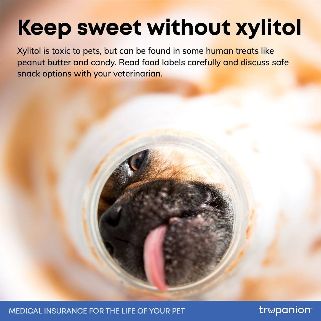 Be cautious of any sneaky sugar-free sweeteners in peanut butter and candy. Talk to your vet about the best treats for your pet!