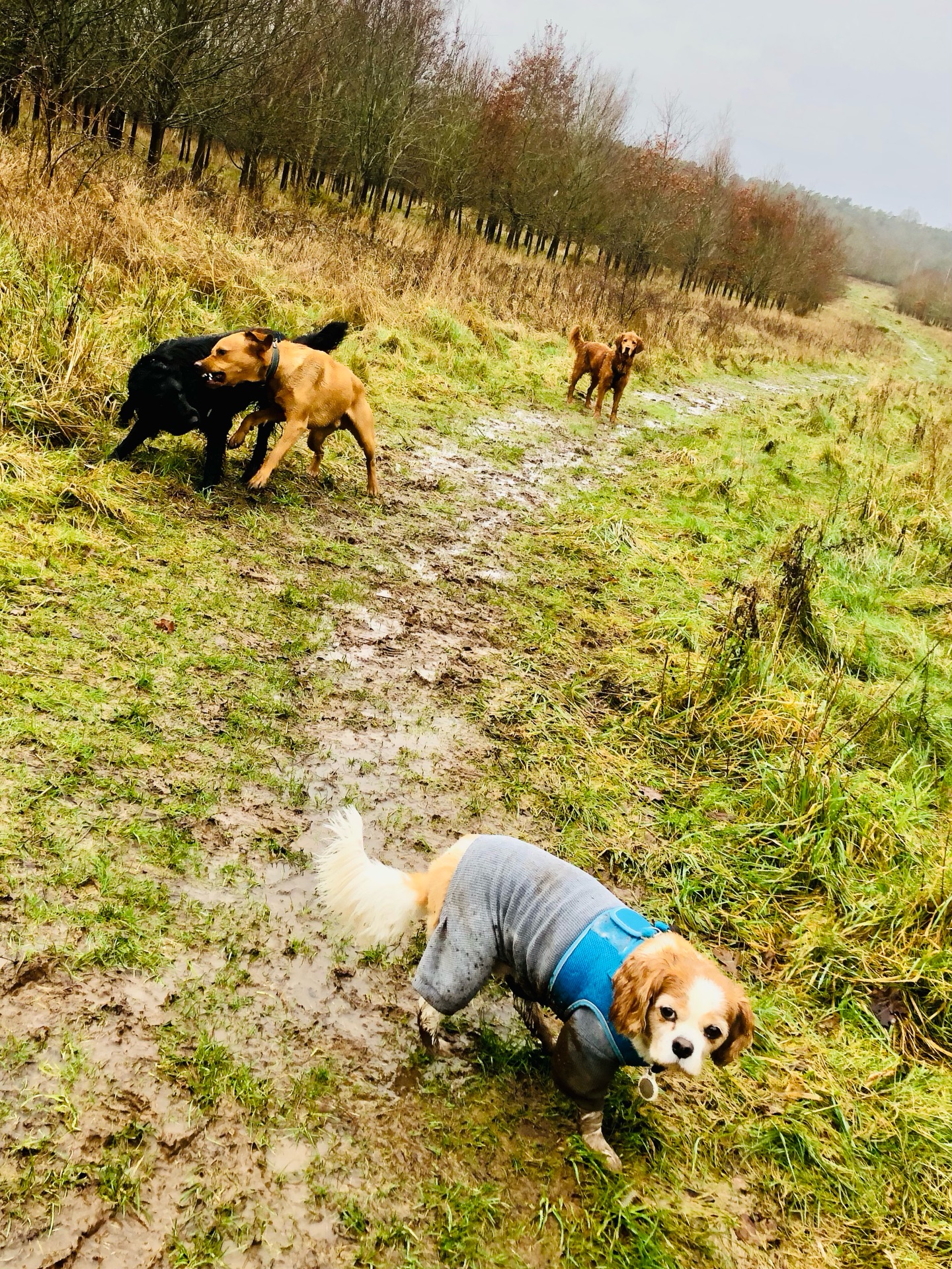 ☔️
If your dog would like to have a walk with us then contact us at www.ardendogwalking.co.uk and check out our half-day experience.
#ullenhall #tanworthinarden #hockleyheath #henleyinarden #dog
