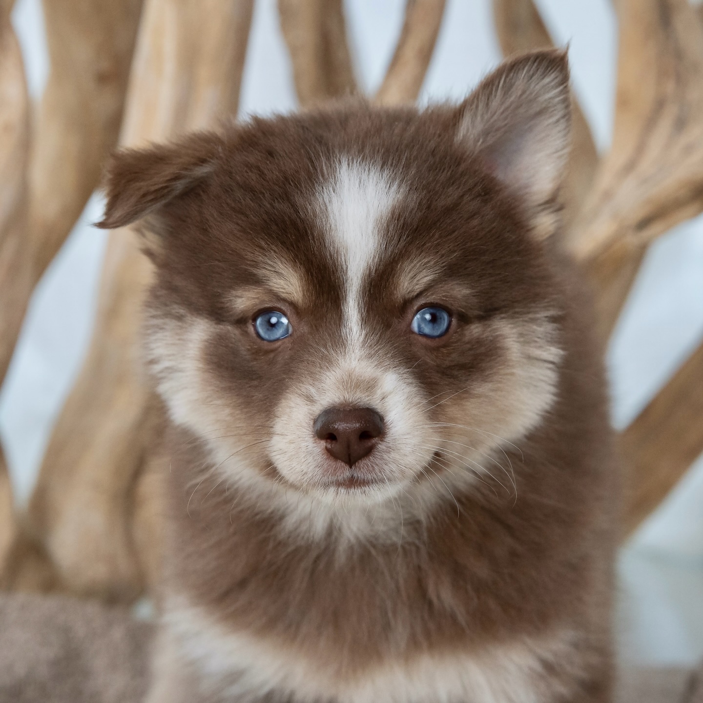 Unsere kleine Maus ist richtig gut angekommen 🥹✨
Sie hat schon den ersten Hundefreund, einen Toypudel – anfangs hat Fini ihn kurz angebellt nach dem Motto „Wer bist du denn?!“ 😄 aber jetzt spielen die zwei schon ganz süß miteinander und man merkt, wie schnell sie Vertrauen fasst.
Fini ist einfach ein Schatz: super lieb, brav und neugierig. Sie will alles sehen, alles erkunden, überall mit dabei sein.🐶 Wenn sie müde wird, kommt die Kuschelseite: Dann legt sie sich ganz nah dazu und kuschelt sich zufrieden ein. 🫶🥰
Was mich total freut: Sie meldet sich schon richtig verlässlich beim Pipi machen, das klappt wirklich super und man merkt, wie schlau sie ist. 💪✨ #pomsky #pomskypuppy #pomskylife #pomskyvanessa #pomskydeutschland