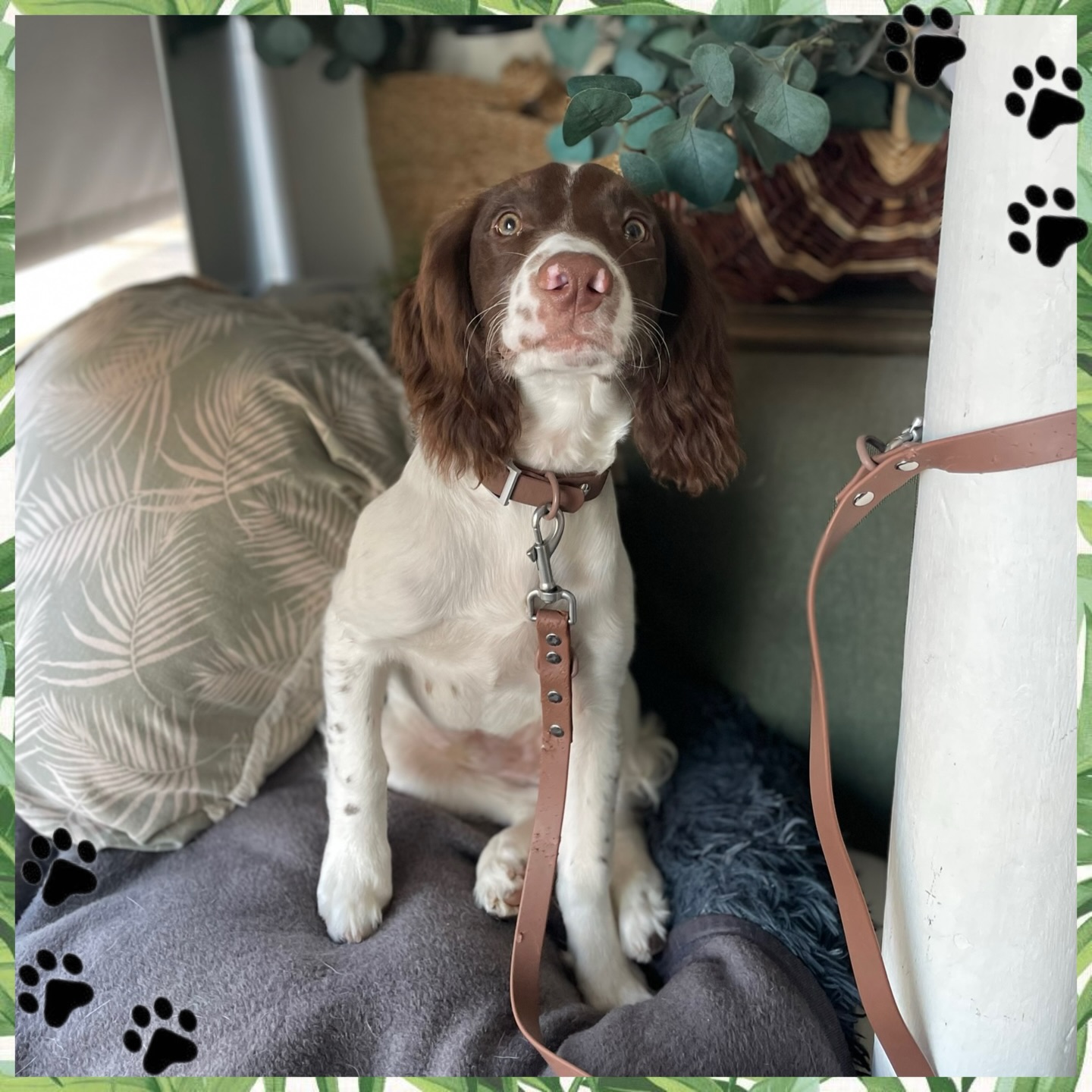 Did you know the boss Natalie doesn’t actually work at Knine — she works next door at @nineteen_beauty (shameless plug 😉).
But she does own two absolutely adorable spaniels, and this handsome boy is Elby 🐾
Just look at that nose — it might be one of the cutest we’ve ever seen!
Elby has been coming in for regular baths since he was a baby, and that early start makes such a difference. Bringing puppies to the groomers at a young age helps them:
• get comfortable with handling, water, dryers, and new environments
• build positive associations with grooming instead of fear or stress
• learn good manners on the table and in the bath
• make grooming quicker, calmer, and more enjoyable as they grow
Early puppy visits aren’t about a perfect groom — they’re about confidence, familiarity, and setting them up for a lifetime of stress-free pampering 💛🐶
#spaniellove #puppygrooming #cheltenham #positivegrooming #dogsofinstagram 🐾