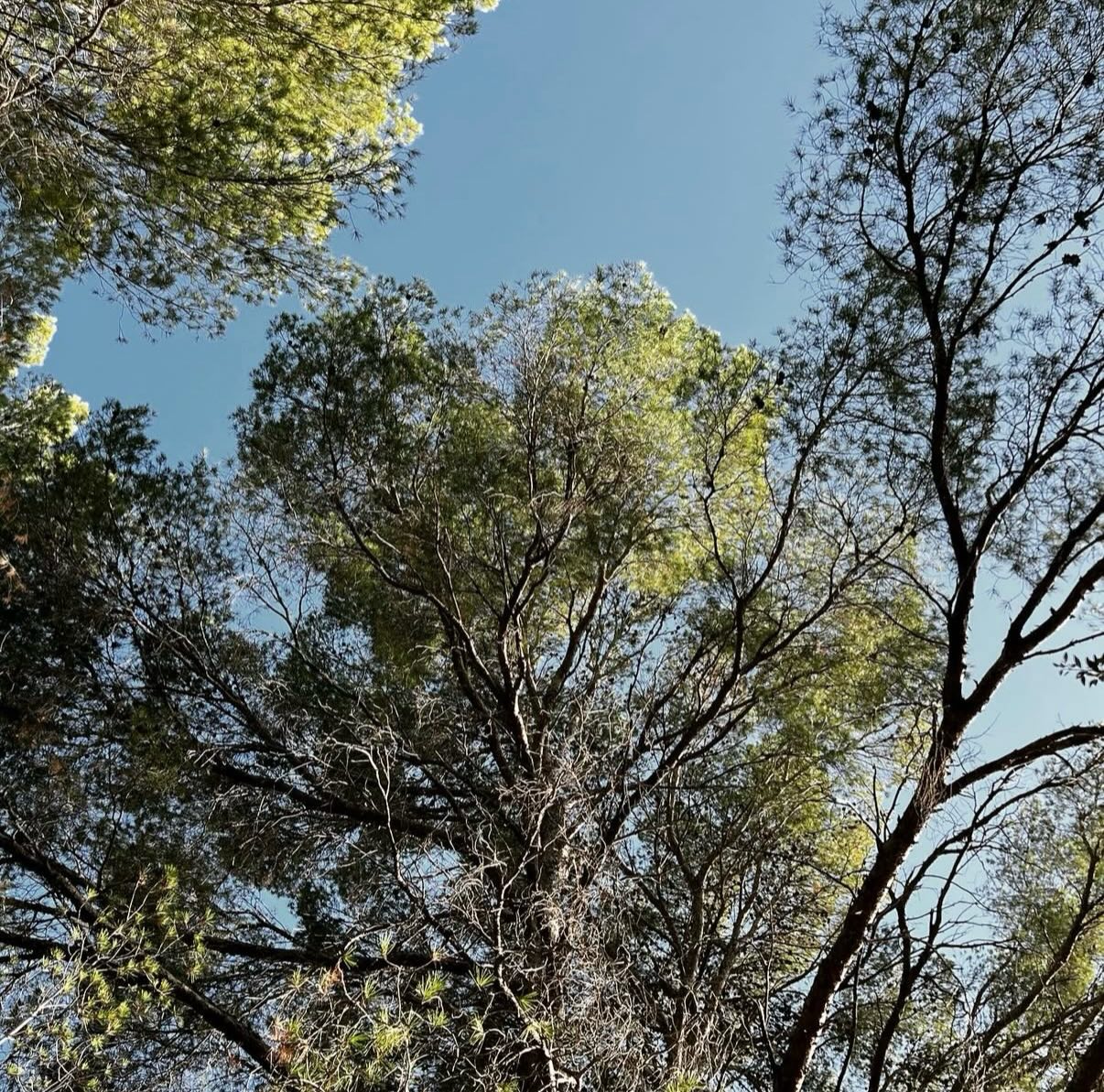 Ibland behöver du bara stanna upp och titta upp.
Inte ner i telefonen. Inte framåt till alla måsten. Utan upp. Mot himlen. Mot träden.
Mot något som är större än dina tankar är just nu.
Naturen stressar inte. Den skyndar inte.
Den försöker inte bli någon annan än den är.
Den bara växer. I sin takt. Kanske är det det du också får göra just nu. Inte pressa fram svar. Inte tvinga fram riktning i en gammal överlevnadsstrategi.
Utan bara andas. Stå kvar. Låta livet visa nästa steg när du är redo att ta det.
Allt behöver inte lösas idag. Ibland behöver vi landa inåt för att få riktningen utåt och framåt.
Njut din måndag.💚
#heart#nature#heal