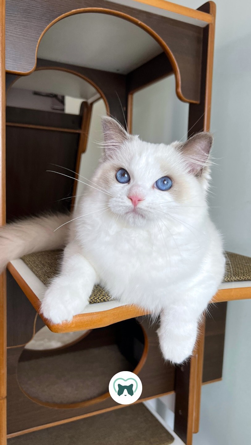Criar com responsabilidade é também saber compartilhar com sabedoria.
Criar não é apenas gerar filhotes.
É construir legado.
É preservar padrão.
É proteger bem-estar.
Nosso trabalho é criar filhotes carinhosos, saudáveis e dentro do padrão da raça — sempre destinados a lares criteriosamente selecionados.
Mas existe uma decisão ainda mais delicada:
🐾 a escolha de criadores que cultivem os mesmos valores.
Compartilhar genética é compartilhar confiança,
✅ Preservar o padrão da raça Ragdoll,
✅ É alinhar princípios,
✅ É dividir responsabilidade,
✅ É quem respeita verdadeiramente o bem-estar animal,
✅ Entregar filhotes castrados e vacinados,
✅ E seleciona lares seguros e conscientes.
Criar gatos exige estudo, planejamento, estrutura e muito amor.
E, por mais que alguns filhotes se destaquem como promissores para criação, nem sempre é possível mantê-los conosco — seja por questões genéticas, espaço ou equilíbrio no convívio do gatil.
Por isso, cada escolha precisa ser consciente.
Planejada.
Responsável.
😻 Foi assim que eu e a Júlia decidimos.
💚 Ragburt Precious Romeow faz agora parte da família Blumenkatzen, e
💜 Blumenkatzen Blanche da família Ragburt.
Sinto-me feliz e honrada por ter um menino tão carinhoso e especial fazendo parte da nossa história.
E desejo que Blanche leve muita alegria e lindos netinhos para você, querida Júlia.
Que essa parceria nos traga muitos Ragnetinhos lindos, saudáveis e felizes.
Porque criar com ética é pensar no presente —
e também no futuro. 💚💜🐾
#ragdoll #gatoragdoll #ragdollcat #ragdollbrasil #criadorlegal