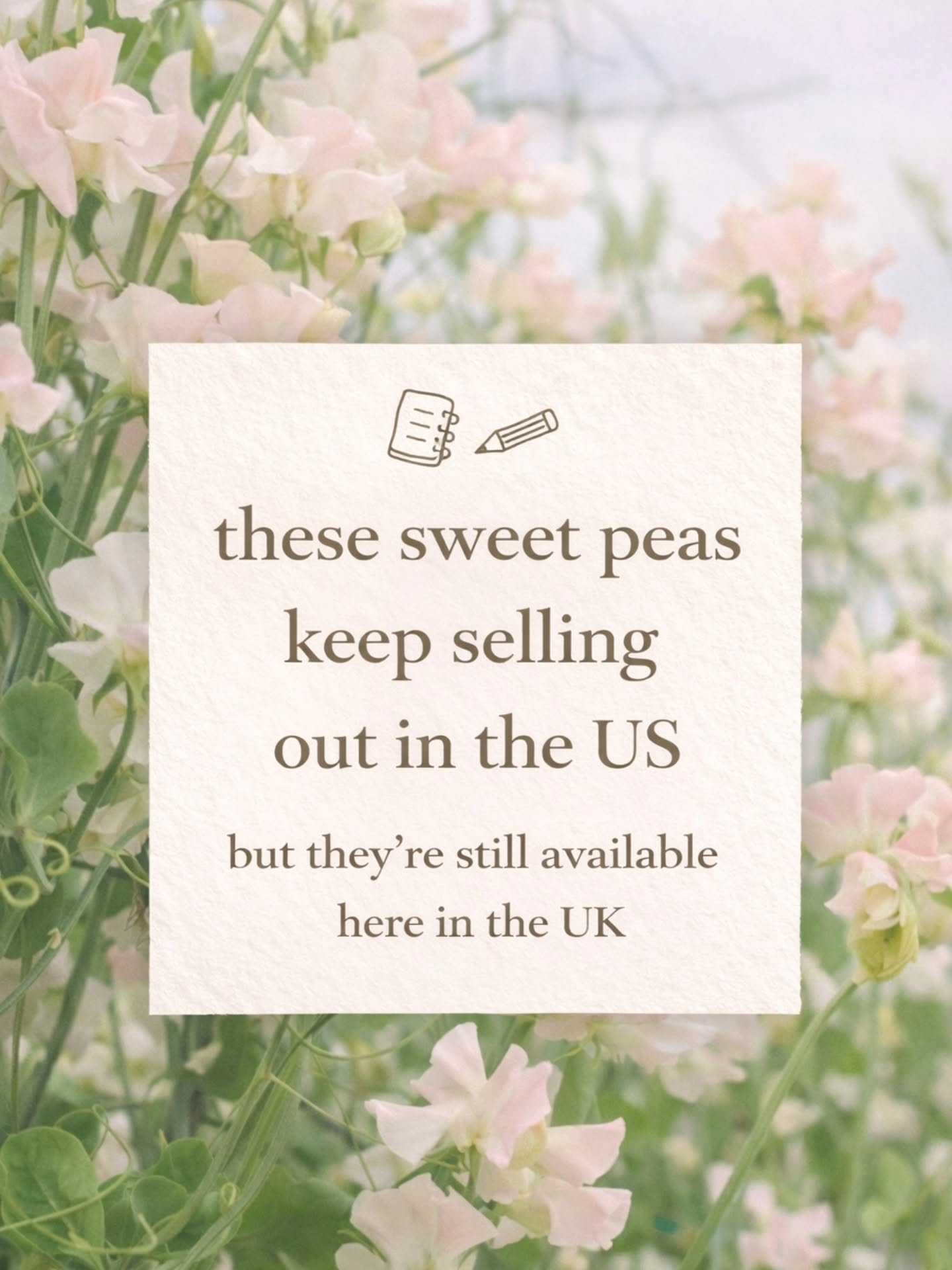 I didn’t realise how lucky we are until I saw these selling out in seconds across the pond, with limits on 1 per person. 🤯
Those softer, moodier shades like King’s Ransom, Oban Bay, Juliet, and Castlewellan — all still available here from English Sweet Peas. @englishsweetpeas 🫶
Definitely not too late to start sweet peas either. Some even swear by a St Patrick’s Day sowing. 🍀
If you prefer an autumn sowing, it seems English Sweet Peas is also selling plants. 🤩 (not an ad 🤣)
Are you growing sweet peas this year, or skipping them?