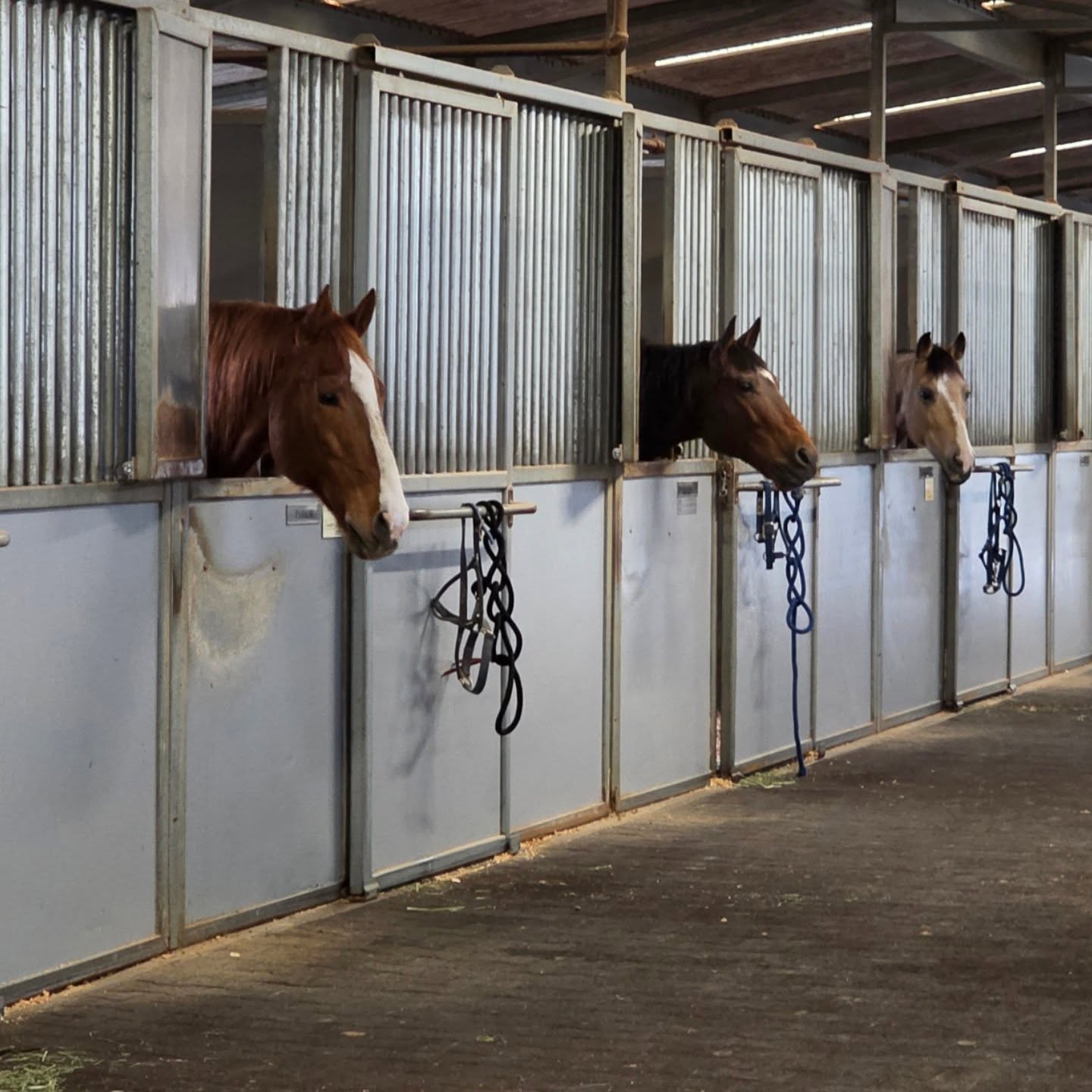 Amigo, Stanley, Gunny, and the rest of the @lapd_horses crew at the barn are getting excited to begin the next Mini Mounties program. ๐ 10 young cowboys & cowgirls will spend five weeks learning how to care for, train, and ride these incredible animals. ๐ค
For most, this will be their first time on horseback. The valuable skills and mentorship the students recieve will be applicable to finding success in all aspects of their lives-making it a truly dynamic experience.
A special thank you to Sgt Olmos for sharing his expertise and hospitality! ๐