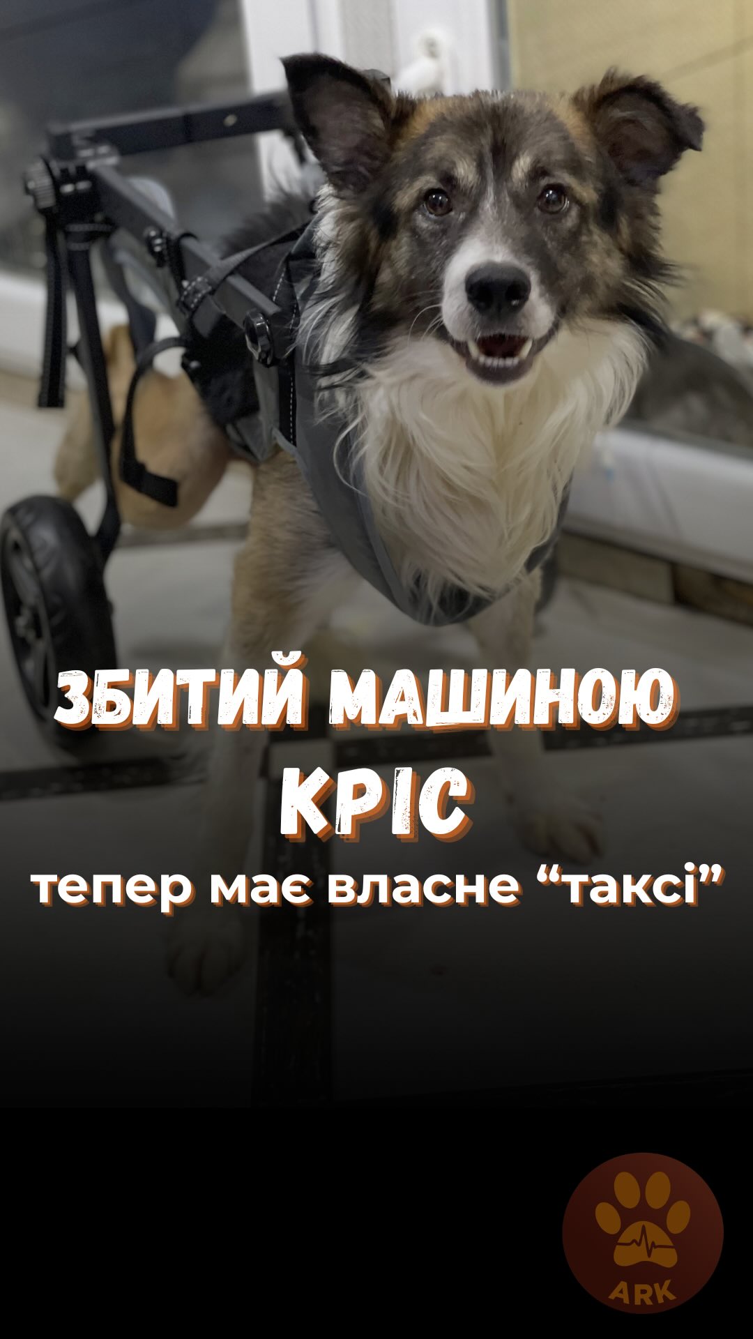 У збитого собачки Кріса з переломом хребта зʼявилося своє особисте таксі :) (⬇️ ENG)
Кріса знайшли в заметіль збитим просто посеред проїжджої частини. Жінка Ольга відтягнула на узбіччя, вкрила ковдрами та терміново звернулася до нас в ARK.
Температура тіла у Кріса була критично нижче норми. Ми одразу почали його зігрівати на грілці та ковдрами в нашій клініці та розпочали курс інтенсивної терапії.
Від удару машини Кріс отримав перелом хребта та травму задньої лапки .
Після травми наразі пересувається лише на передніх лапках. Але завжди з великою радістю гуляє по клініці.
Та нещодавно Кріс отримав подарунок від своєї рятівниці Ольги – свій власний транспорт :) Кріс щасливий, може близько години їздити на своєму «скутері». Потім втомлюється без сил і лягає спати :)
Тепер лишився останній, найголовніший етап – знайти люблячих господарів. Кріс шукає родину!
Контактний номер для всиновлення:
+380951021335 (WhatsApp / Viber / Telegram)
Зробити донат можна за посиланням у біо 👆
Hit dog Chris, who has a spinal fracture, now has his very own personal taxi 🙂
Chris was found during a snowstorm, hit by a car and lying right in the middle of the road.
His body temperature was critically below normal. We immediately began warming him with heating pads and blankets at our clinic and started a course of intensive therapy.
From the impact of the car, Chris suffered a spinal fracture and an injury to his hind leg.
After the trauma, he is currently able to move only using his front legs. But he happily walks around the clinic and always asks our staff for affection.
Recently, Chris received a gift from his rescuer Olga — his very own vehicle 🙂 Olga ordered a wheelchair for him so he could move around and enjoy his walks even more.
Chris is happy and can ride his “scooter” for about an hour. Then he gets completely tired and lies down to sleep 🙂
Now there is only one final and most important step left — to find a loving family. Chris is looking for a home!
Contact number for adoption:
+380951021335 (WhatsApp / Viber / Telegram)
To donate follow the link in our bio 👆